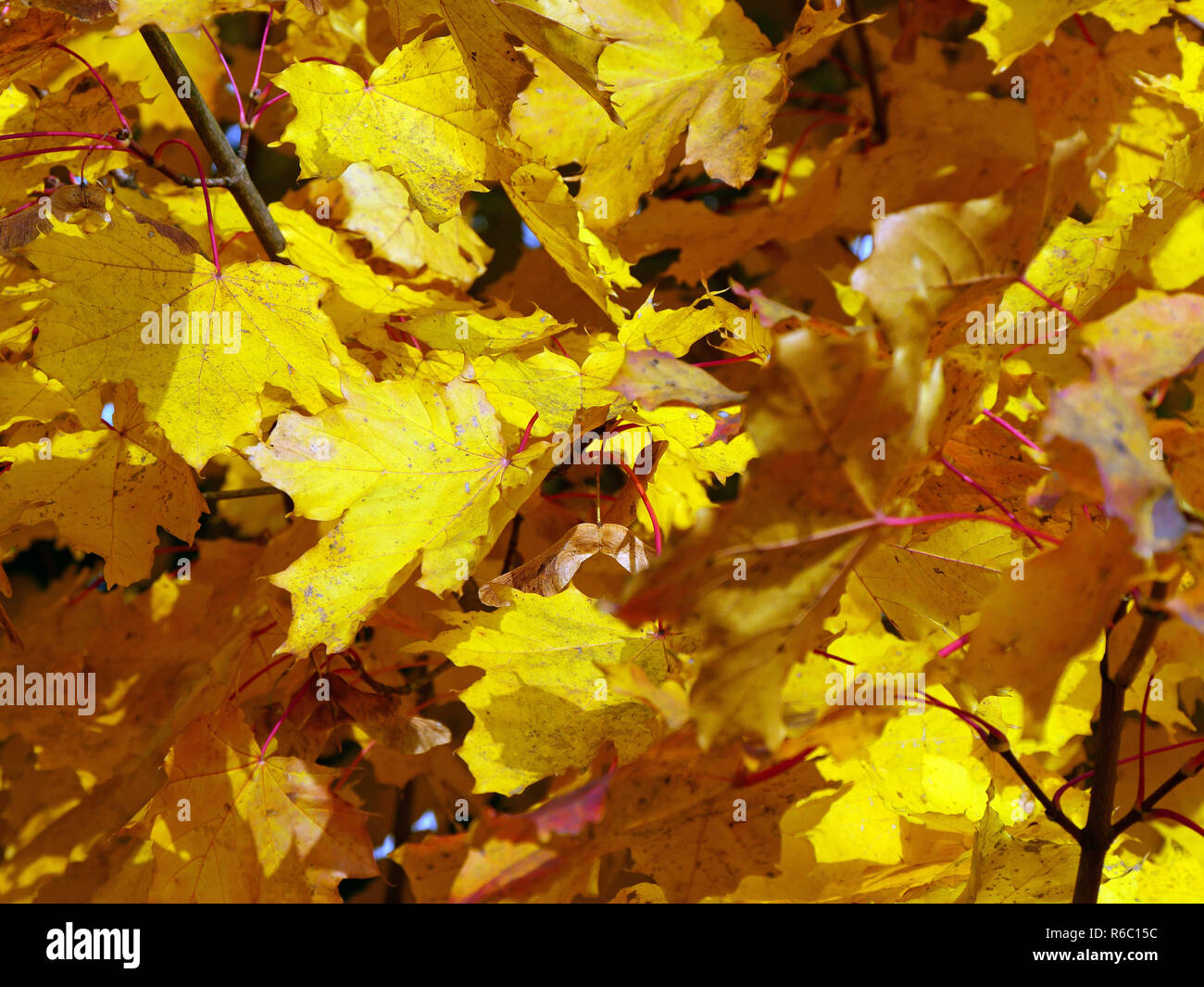 Sunlit maple leaves close hi-res stock photography and images - Alamy