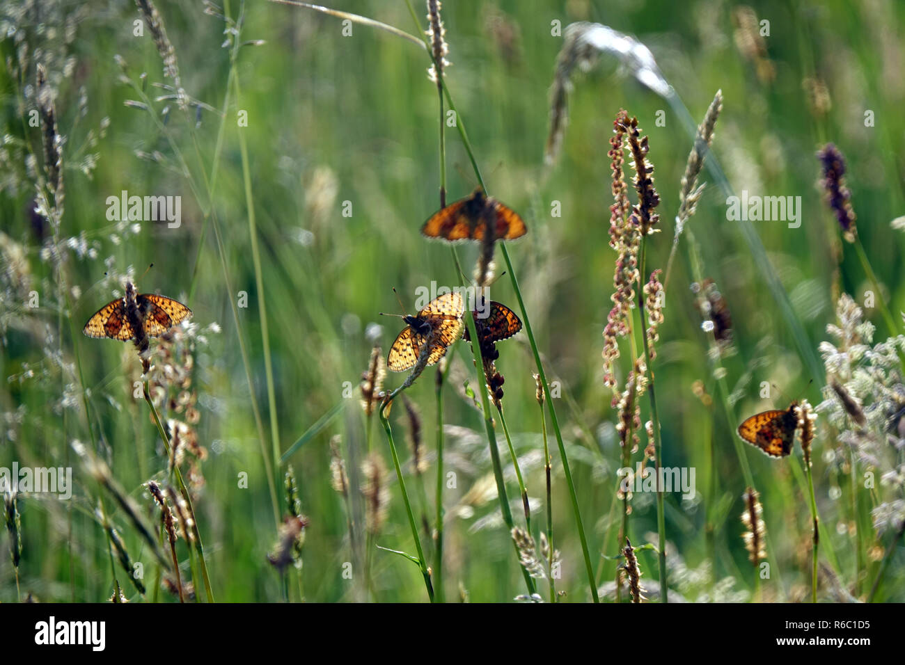 Several Common Fritillary Butterflies, Mellicta Athalia, On A Meadow In The Black Moor, Rhön, Bavaria, Germany Stock Photo