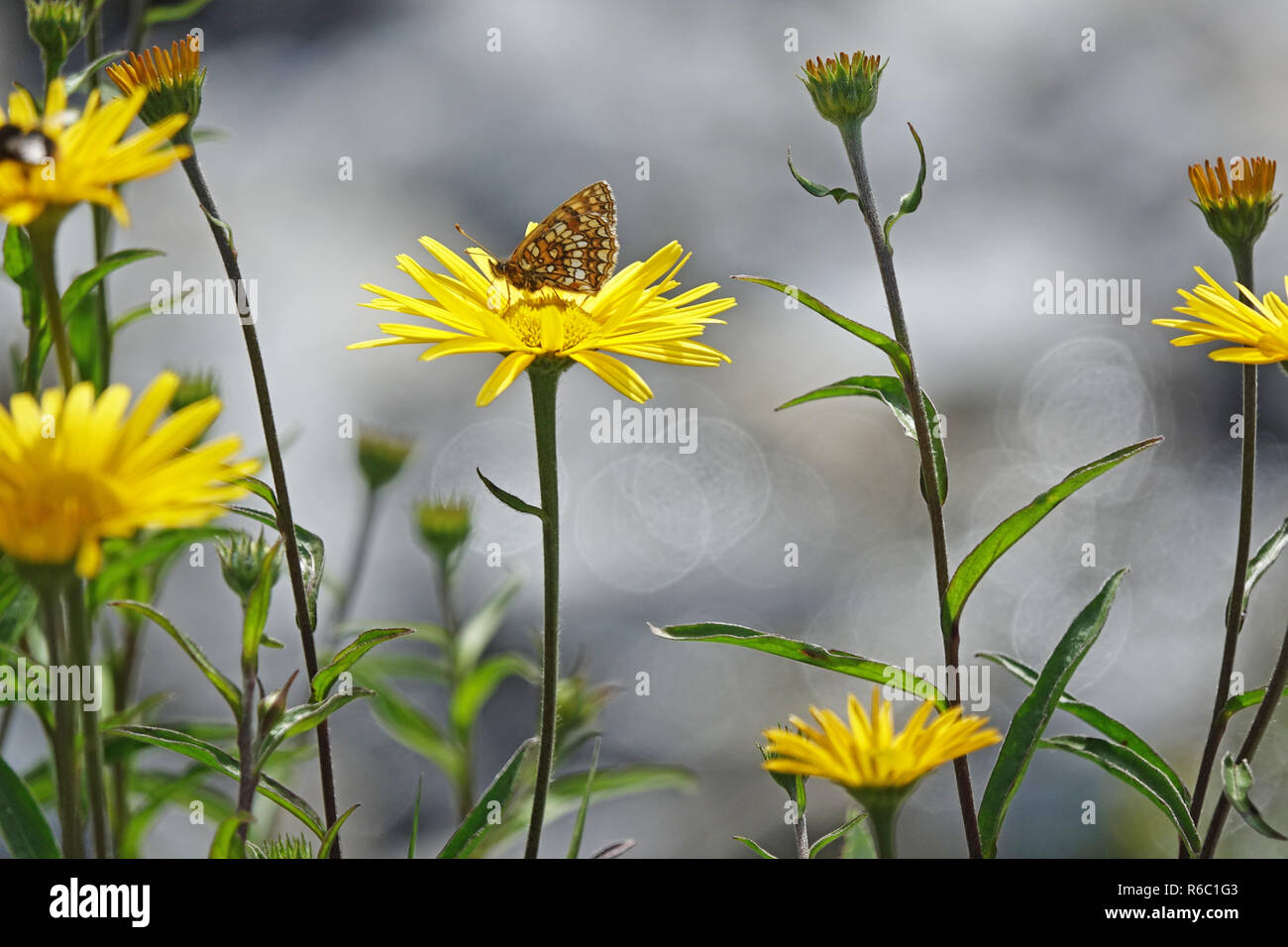 Common Fritillary Butterfly On The Yellow Flower Of Willowleaf Oxeye Plant, Namlostal In Tyrol, Austria Stock Photo