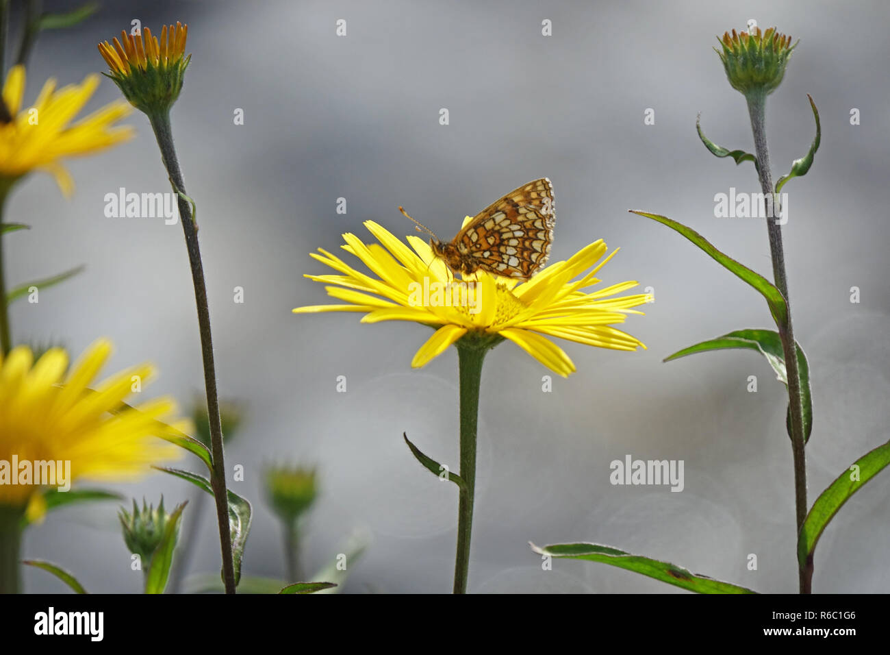 Common Fritillary Butterfly On The Yellow Flower Of Willowleaf Oxeye Plant, Namlostal In Tyrol, Austria Stock Photo