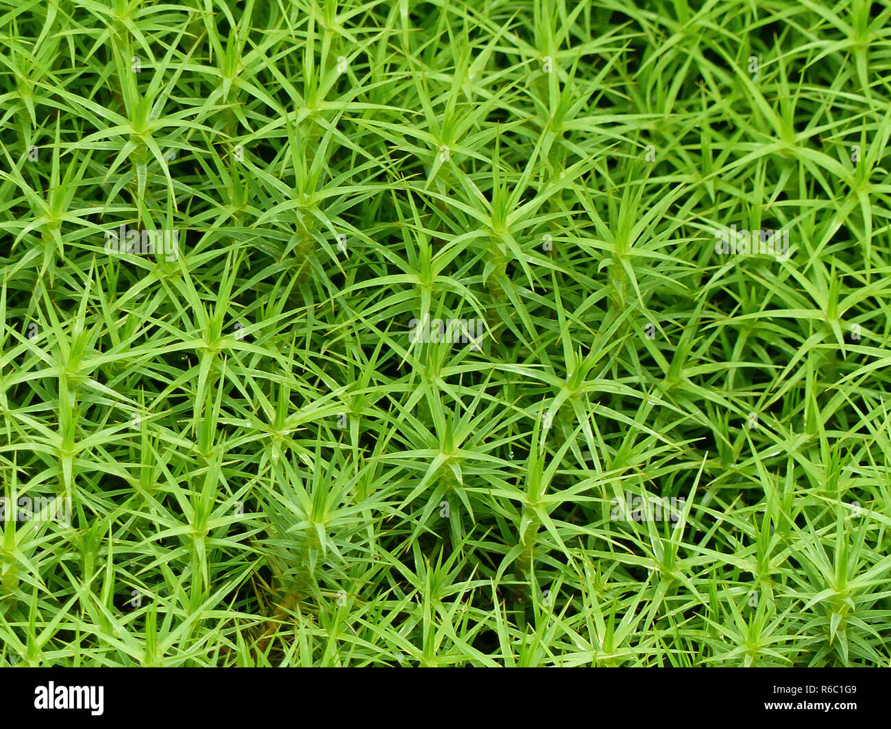 Hair Cap Moss Carpet, Polytrichum, In High Venn, Border Region Germany