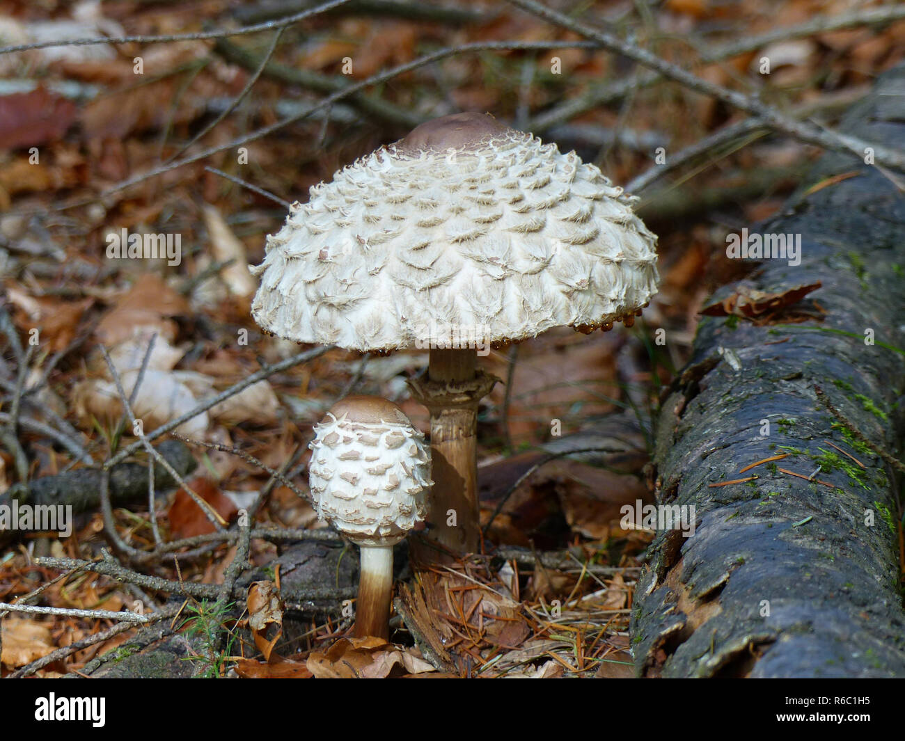 Palatinate Forest, Saffron Parasol Mushrooms, Macrolepiota Rachodes, Symbol Young And Old Together Stock Photo