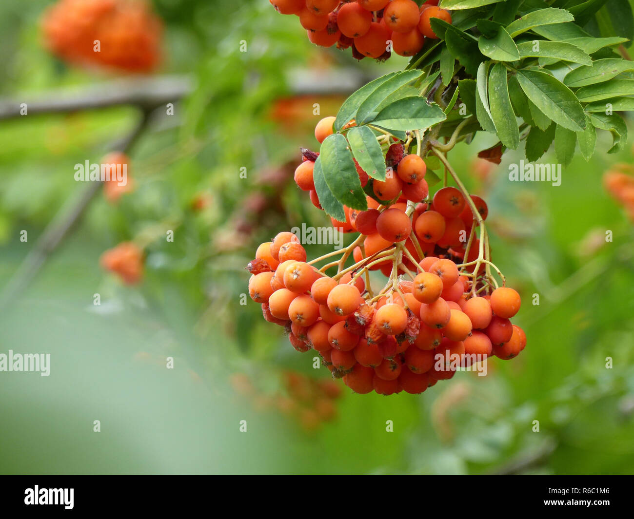 Rowan Tree With Ripe Rowan Berries, Sorbus Aucuparia Stock Photo - Alamy