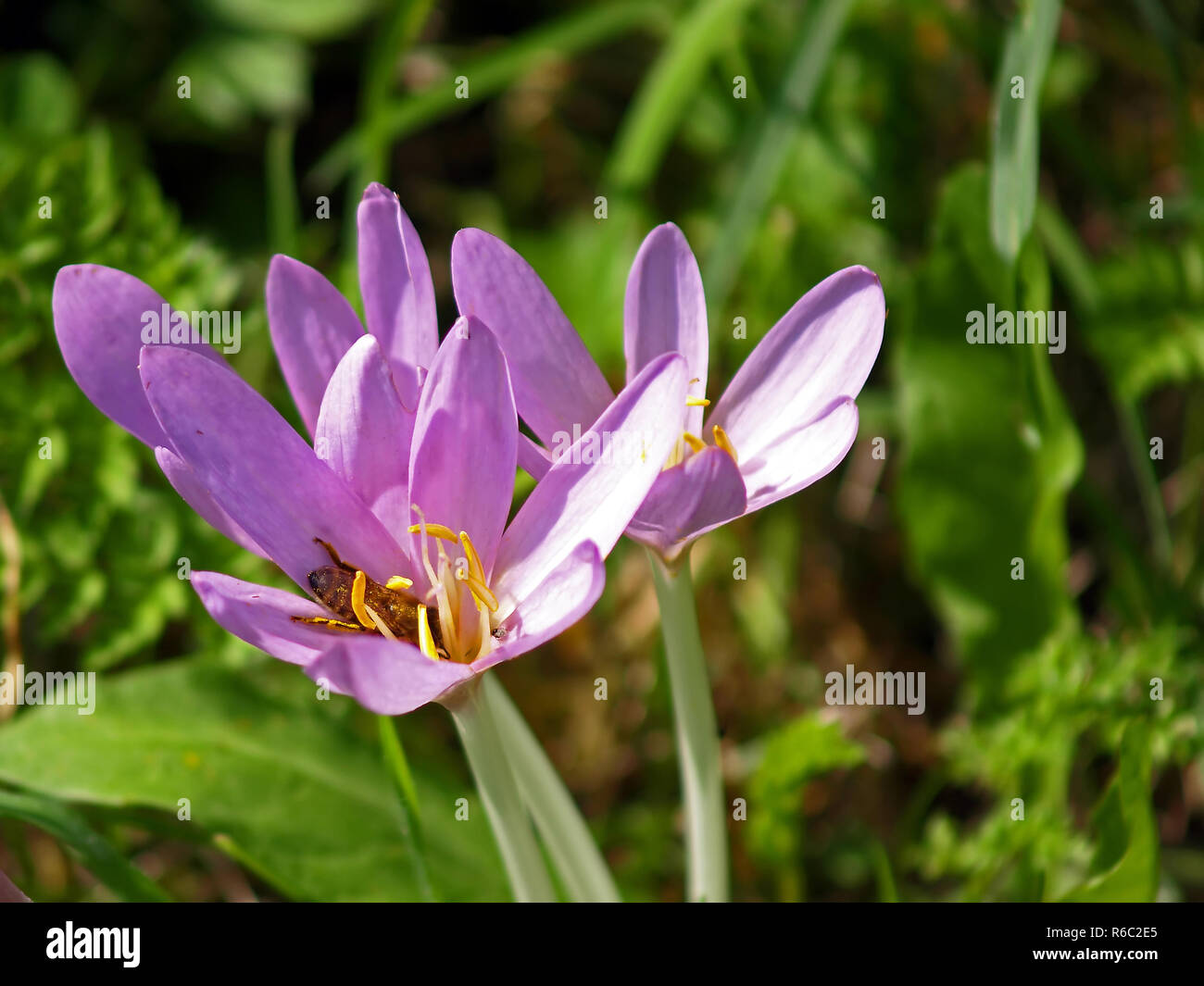 Meadow saffron hires stock photography and images Alamy