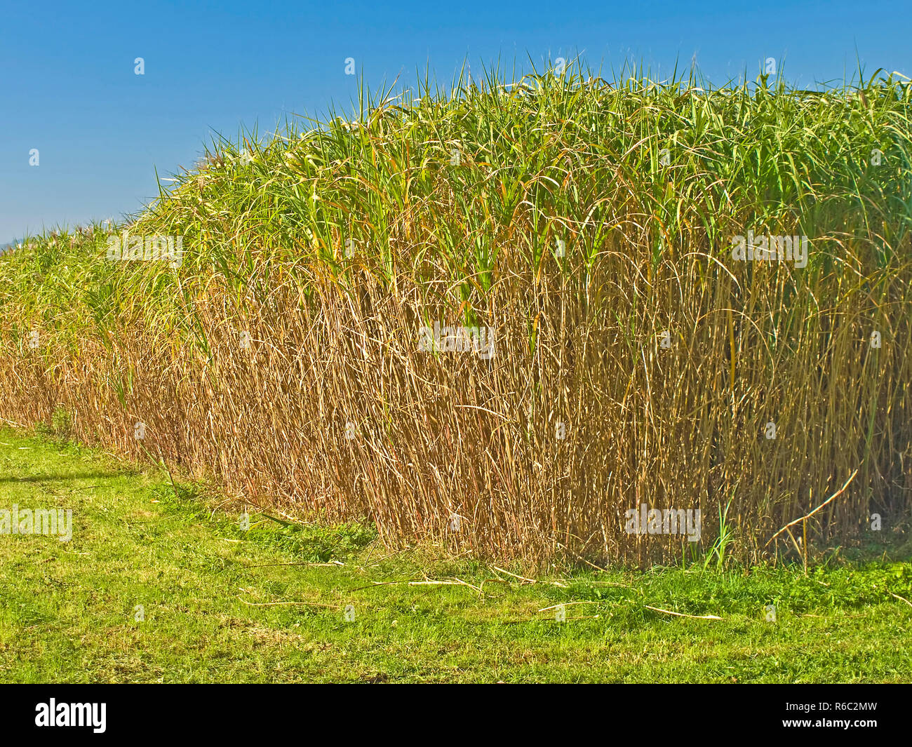 The Renewable Resource Switchgrass For Heating And Production Of Diesel