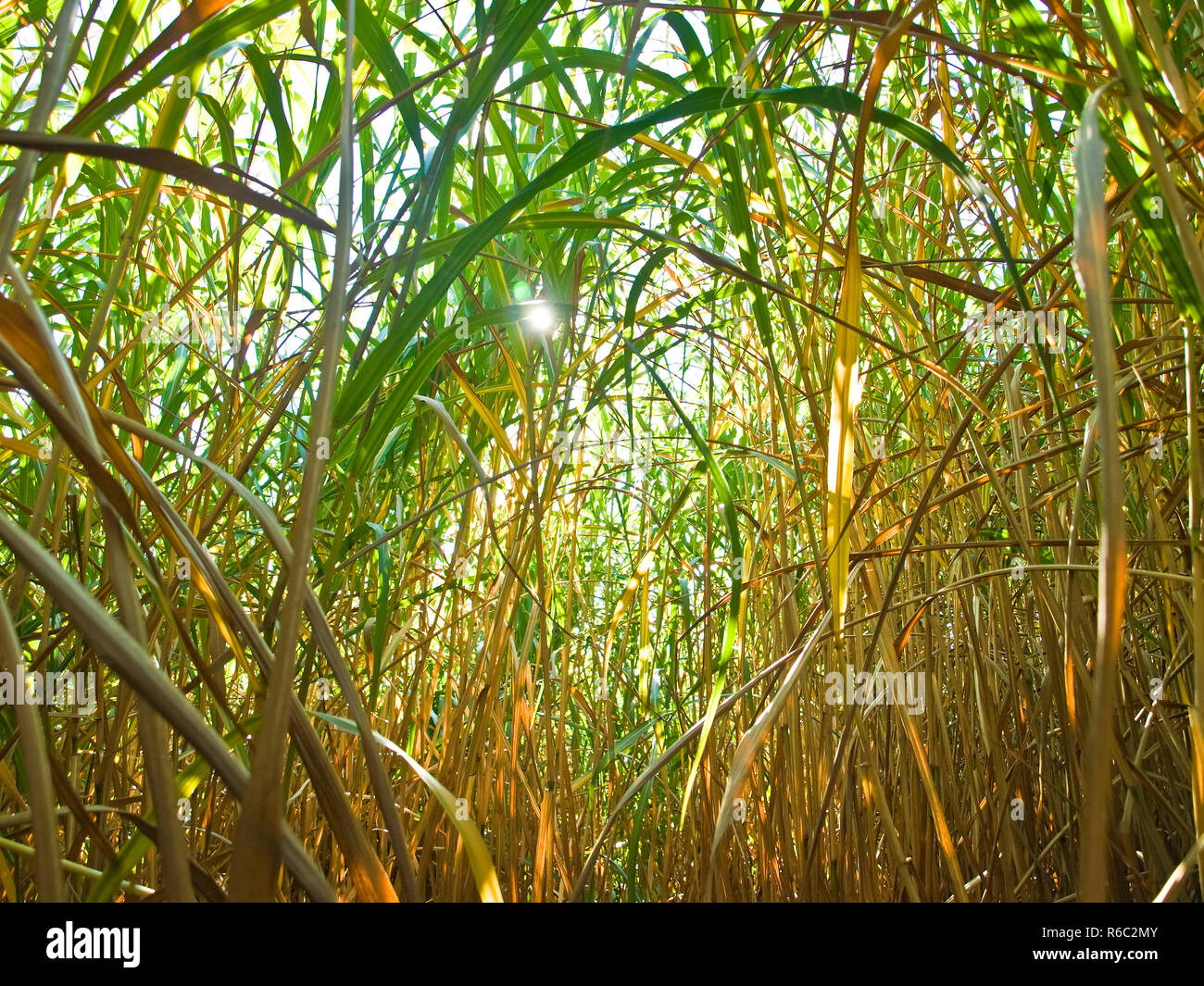 The Renewable Resource Switchgrass For Heating And Production Of Diesel