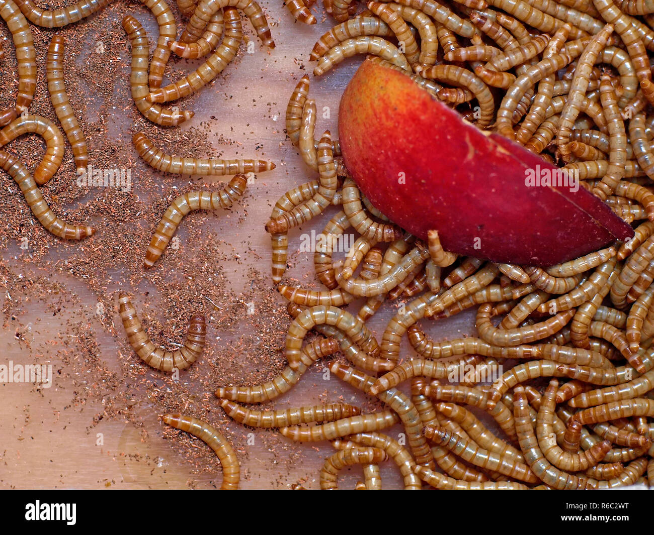 Flour Worm Eating An Apple Stock Photo Alamy