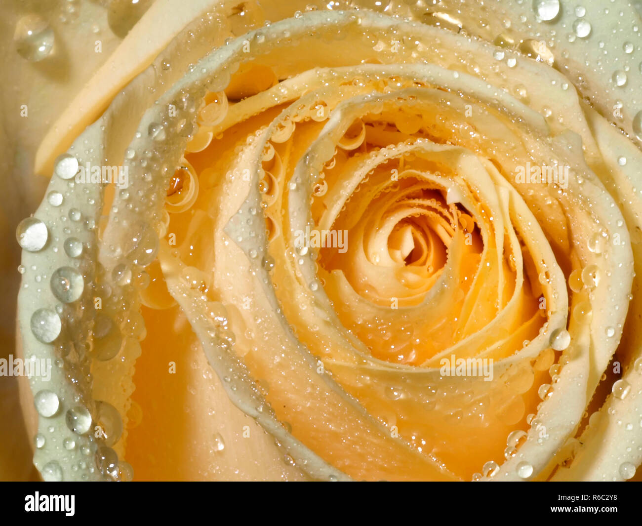 Macro Of A Rose With Water Drops Stock Photo - Alamy