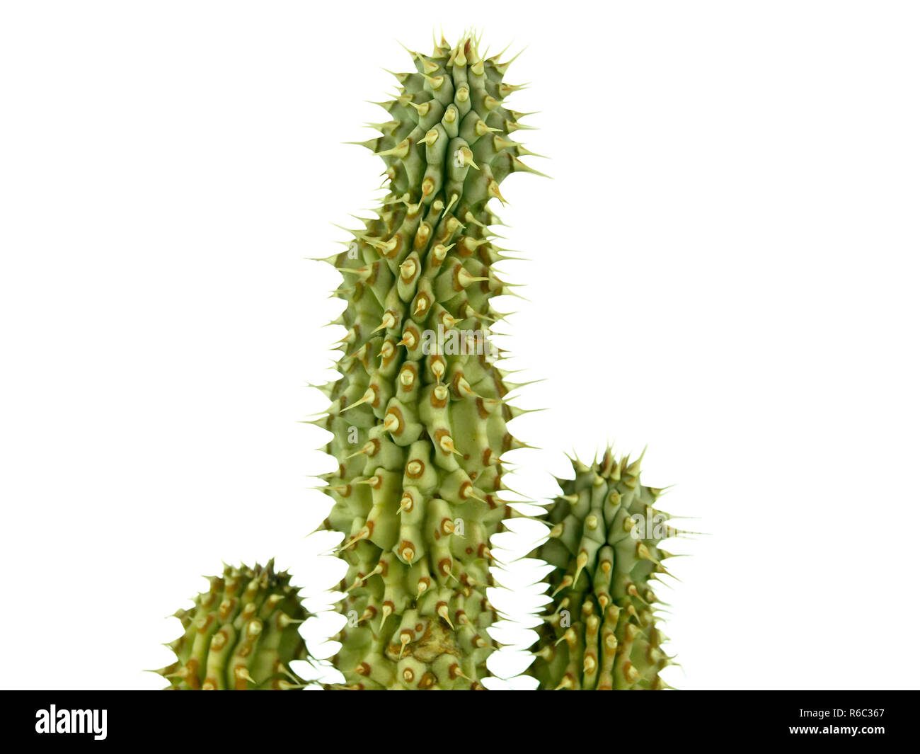 Hoodia Gordonii The Famous Cactus For Diet Stock Photo