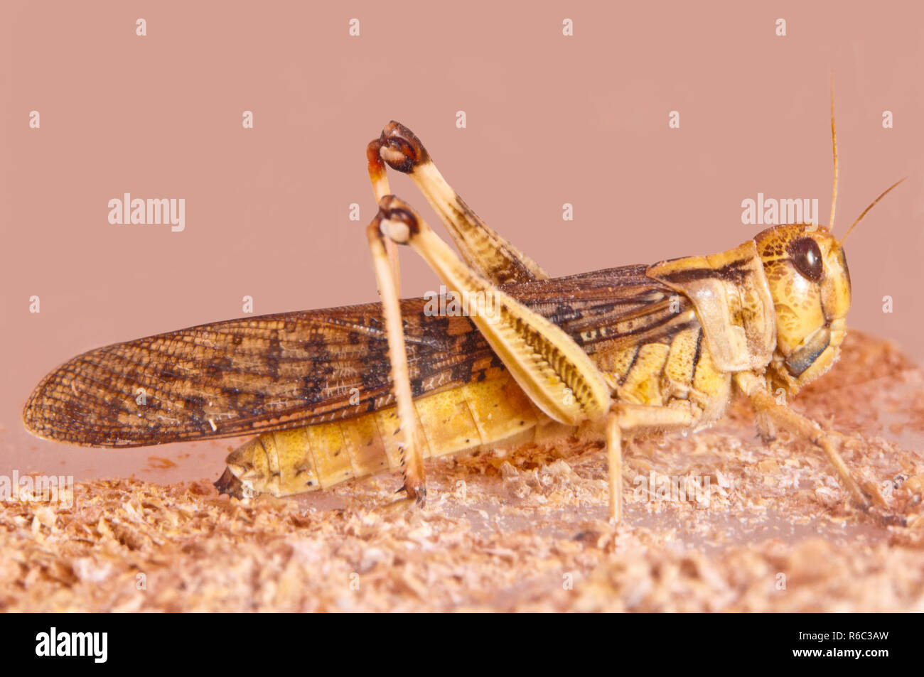 Stock photo of A nymph or hopper of migratory locust (Locusta