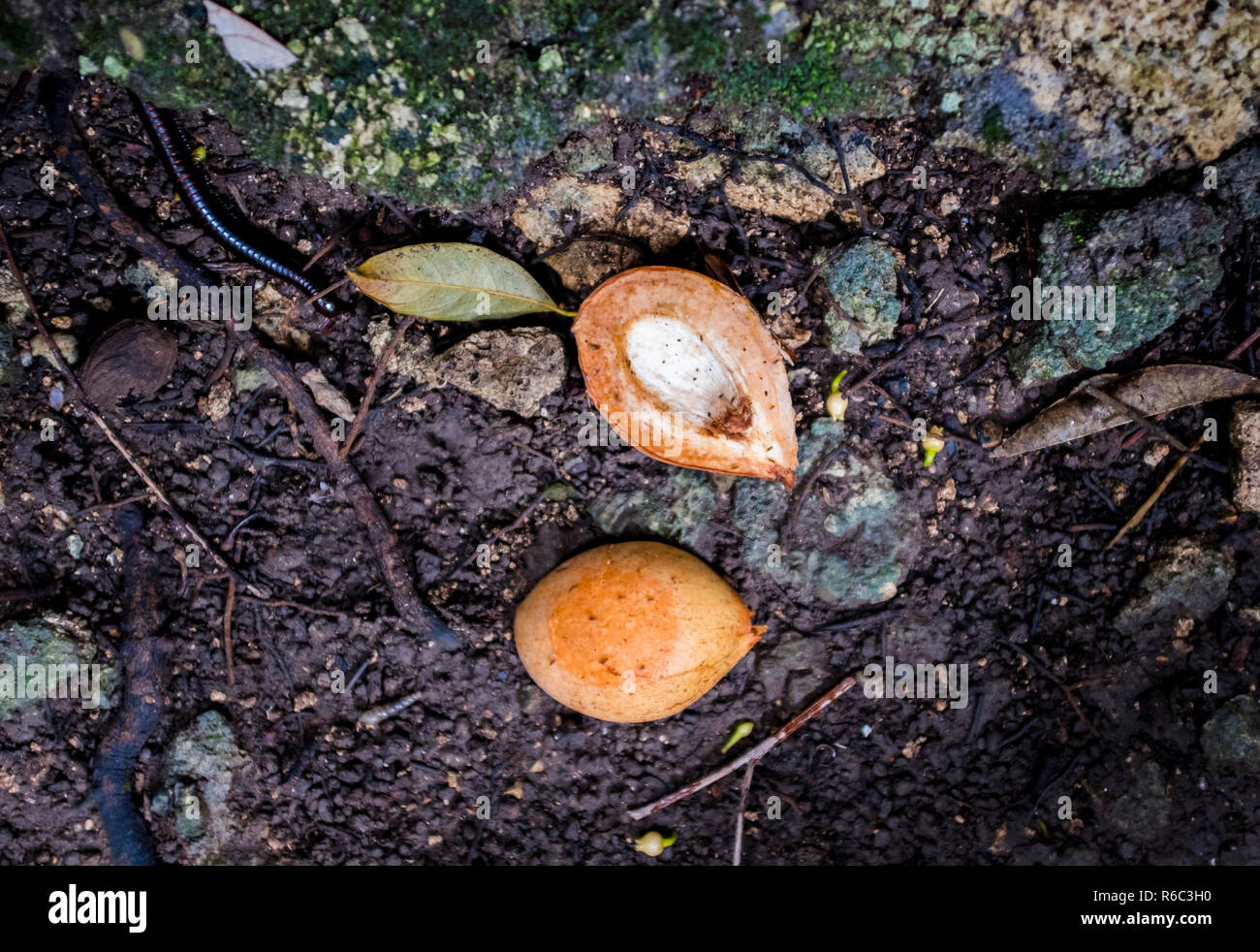Nutmeg tree hires stock photography and images Alamy