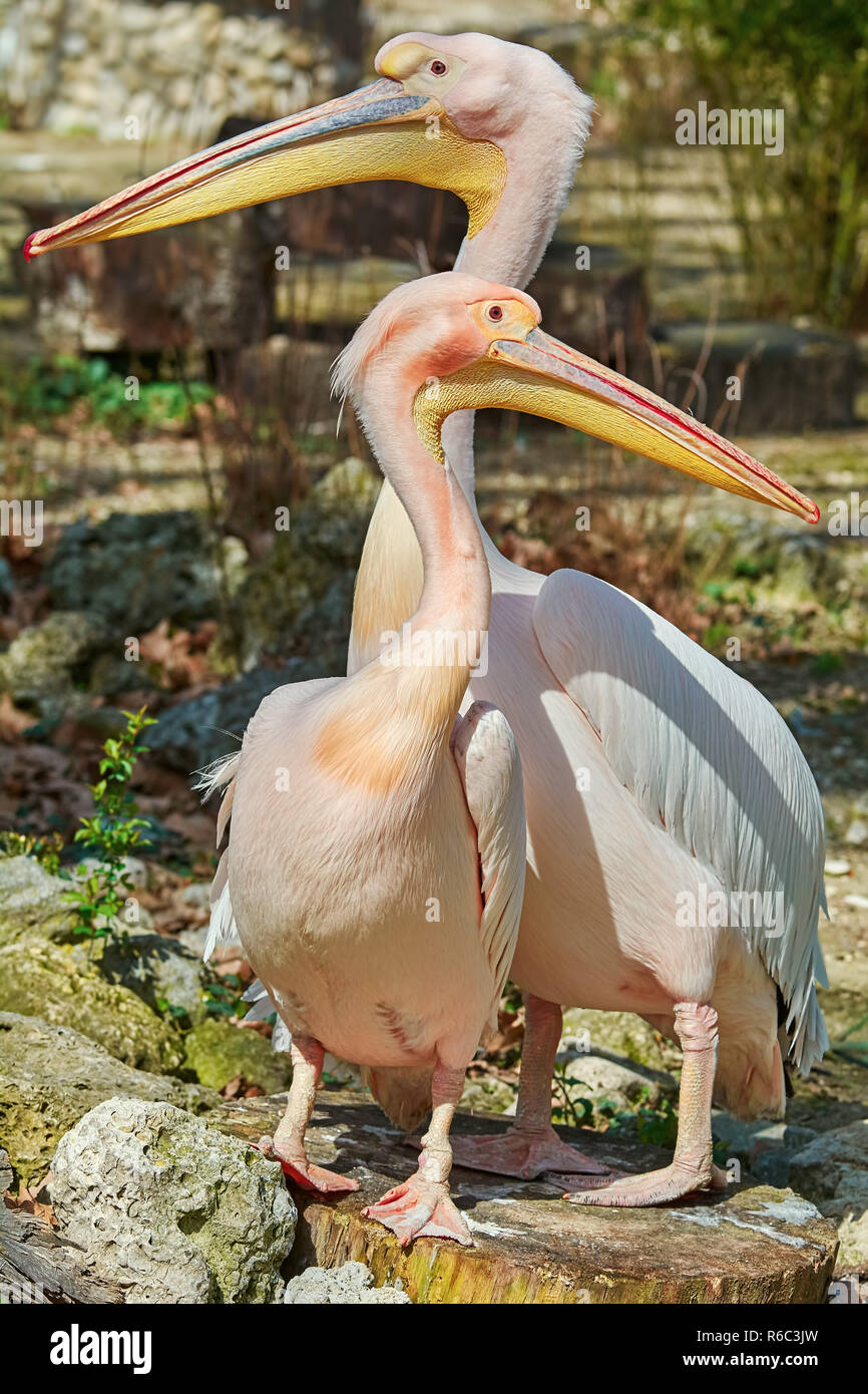 Pink Pelicans on the Stump Stock Photo