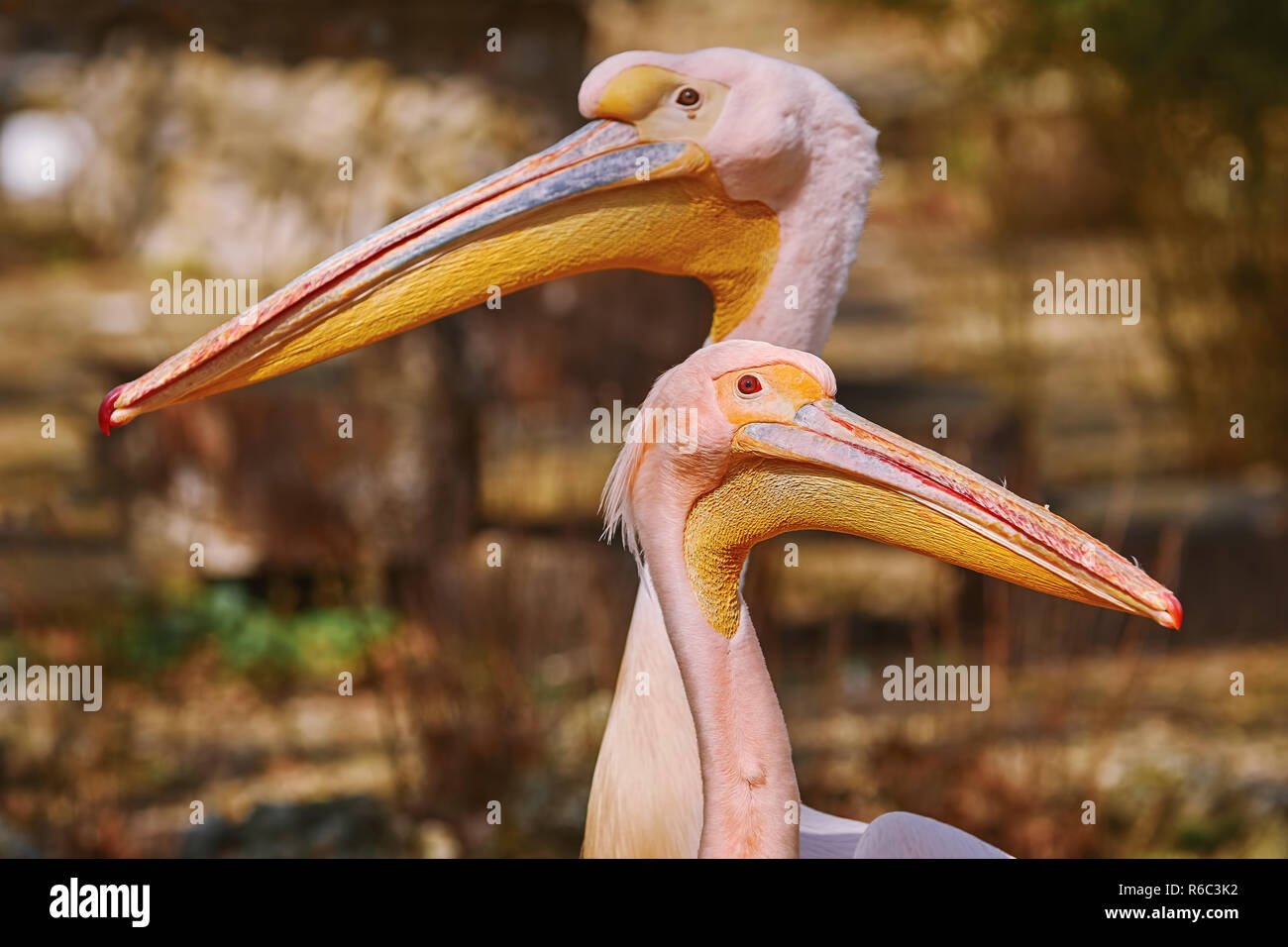 Portrait of Two Pelicans Stock Photo