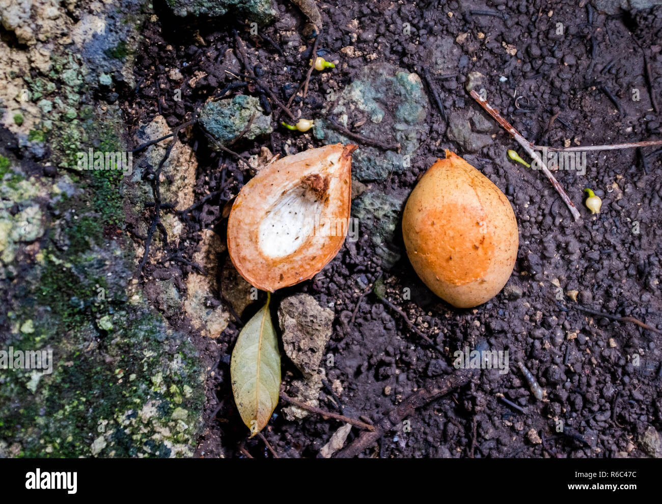 Nutmeg tree hires stock photography and images Alamy