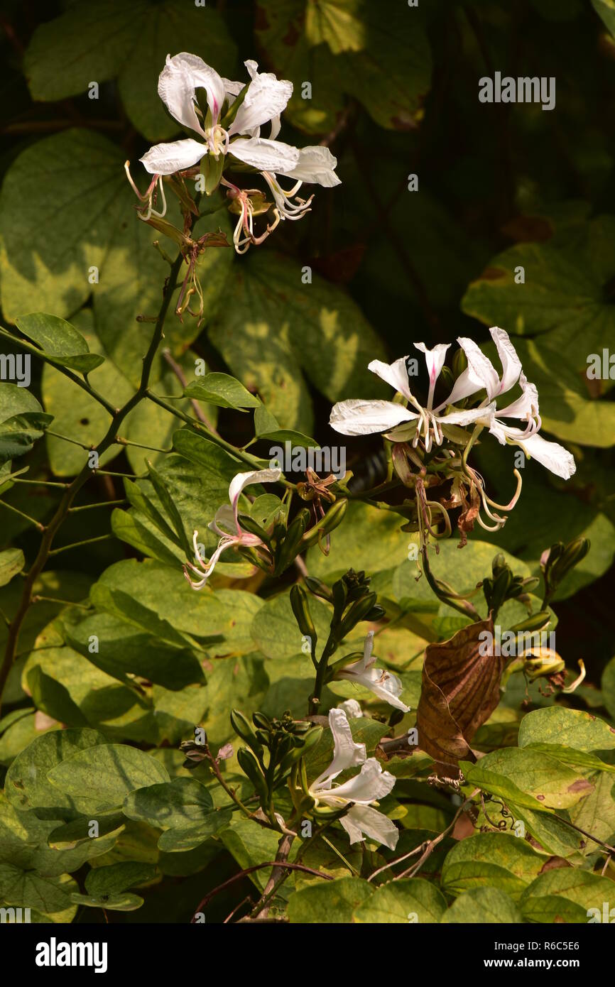Bauhinia Acuminata Or White Orchid Tree Flower At The Ajc Bose Indian Botanic Garden Howrah Kolkata India Stock Photo Alamy