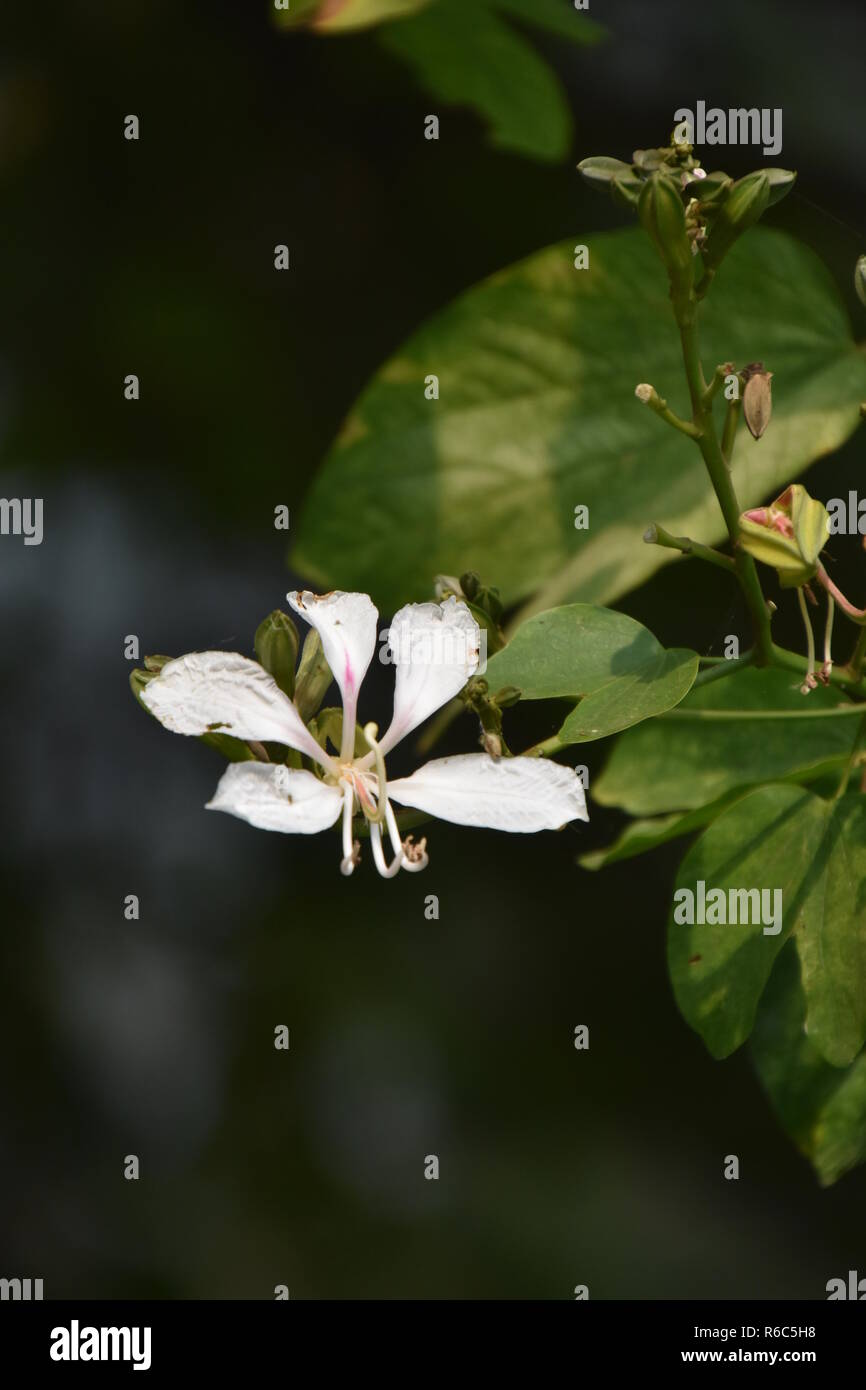 Bauhinia Acuminata Or White Orchid Tree Flower At The Ajc Bose Indian Botanic Garden Howrah Kolkata India Stock Photo Alamy Bauhinia Acuminata Or White Orchid Tree Flower At The Ajc Bose Indian Botanic Garden Howrah Kolkata India Stock Photo Alamy
