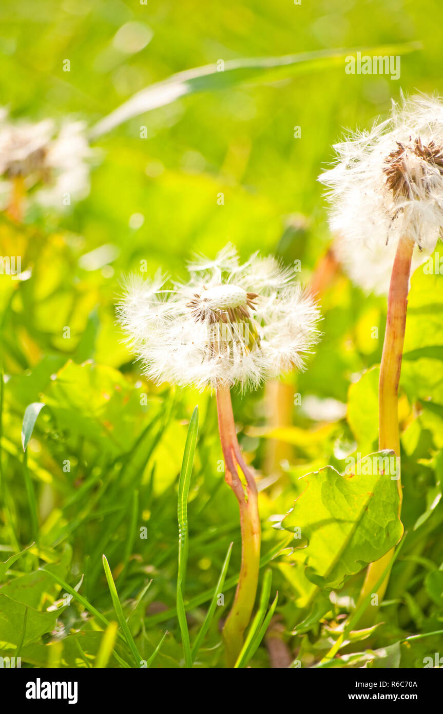 Dandelion Stock Photo