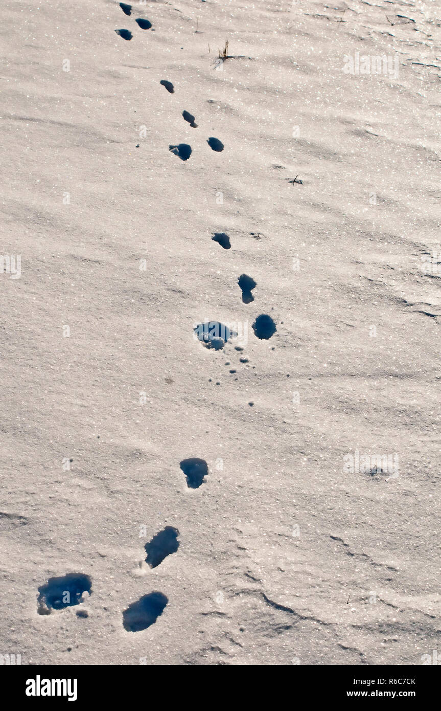 Follow the white rabbit hi-res stock photography and images - Alamy