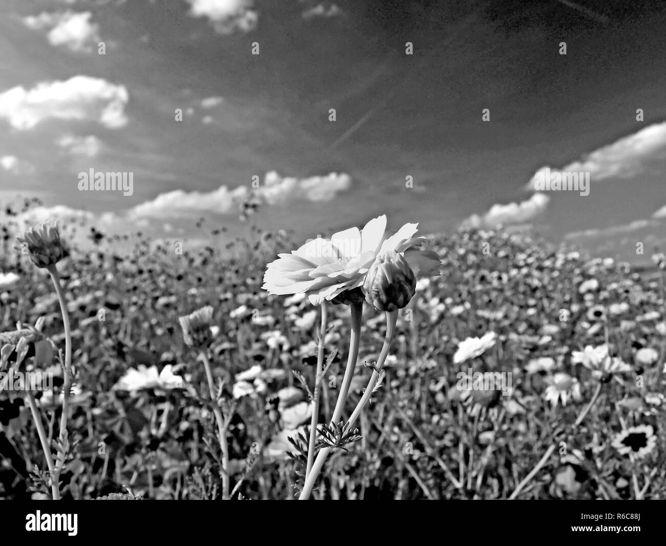 Nice meadow Black and White Stock Photos & Images - Alamy