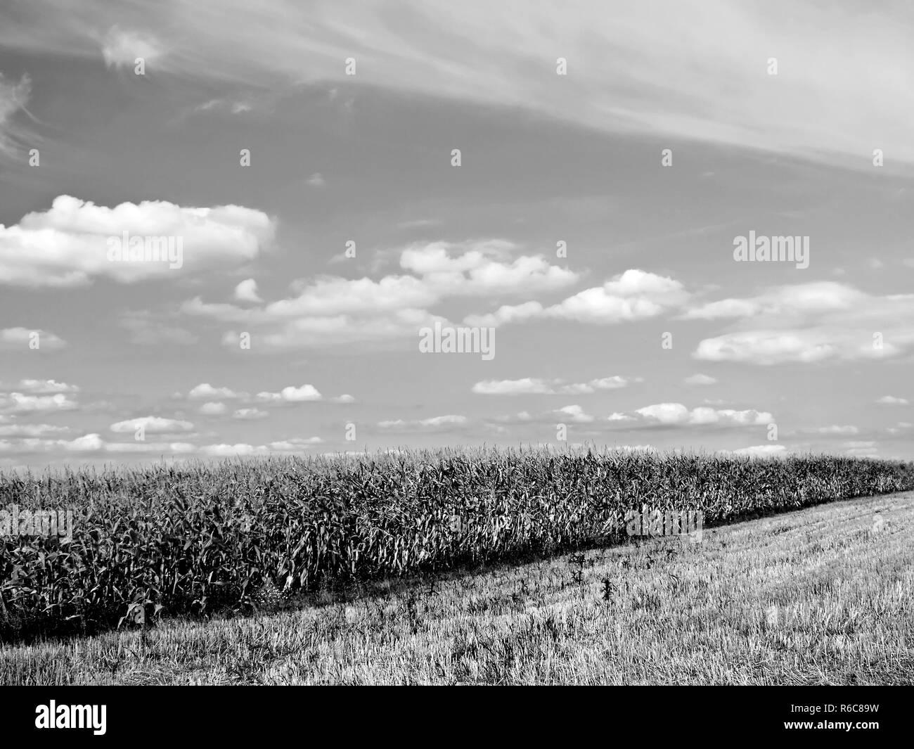 Corn field closeup Black and White Stock Photos & Images - Alamy
