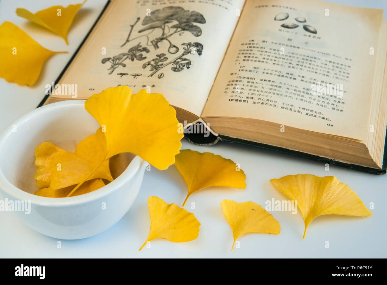 Ginkgo, Chinese Medicine Stock Photo Alamy
