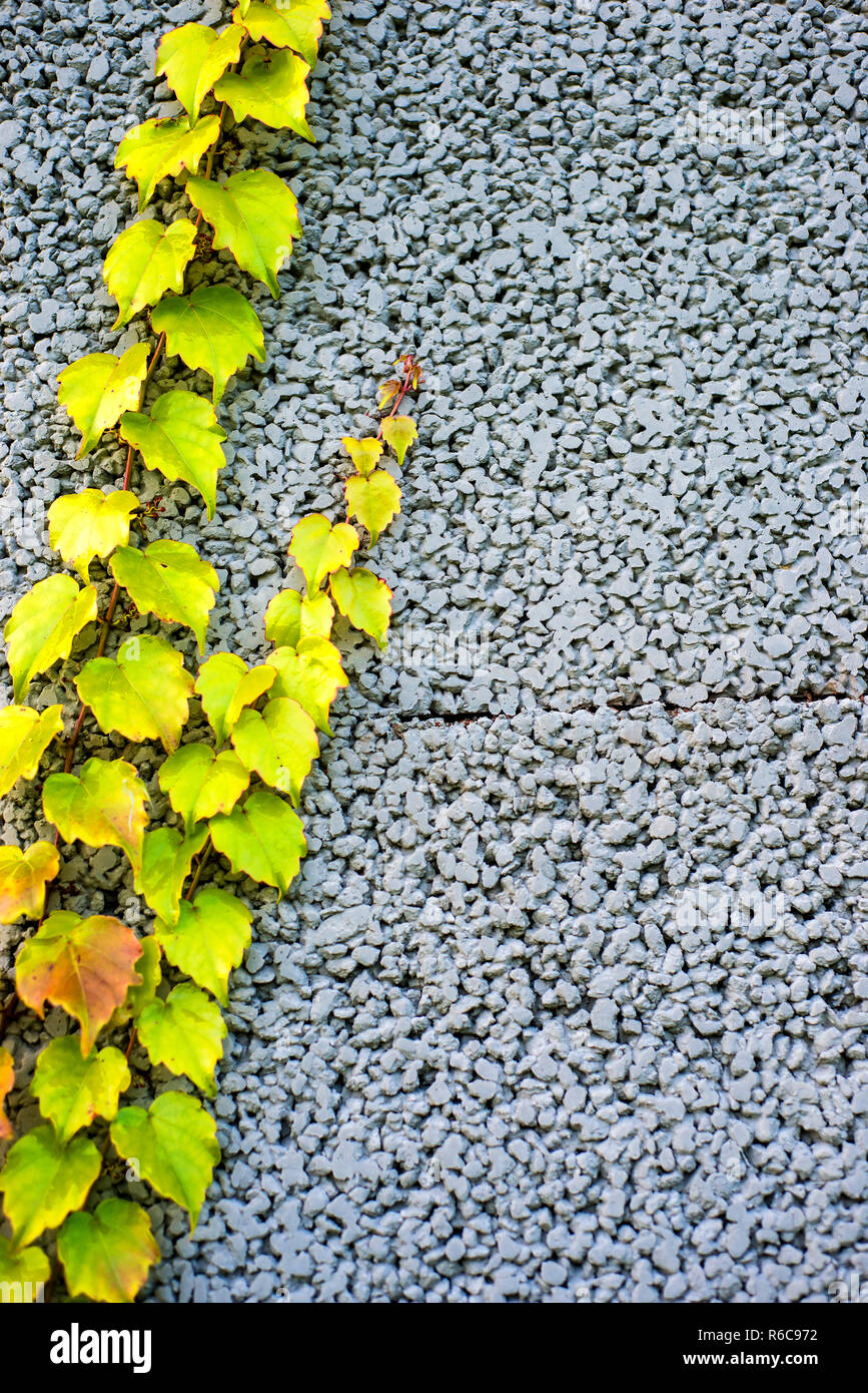 Wall Of Concrete With Wild Vine Stock Photo Alamy