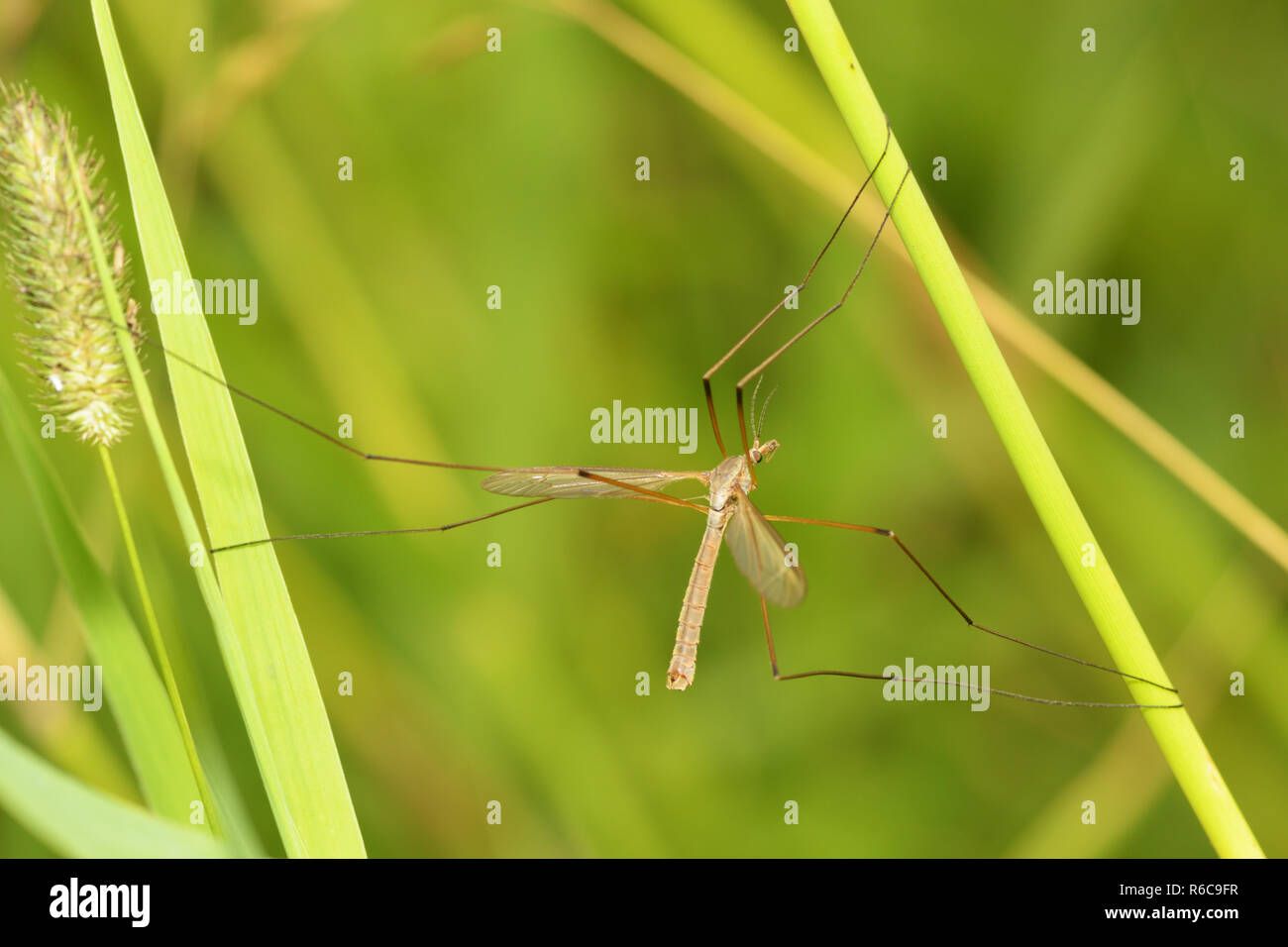 Crane Fly (Diptera family) often called a Daddy Long Legs, underside view  as it 'perches' on the glass of a patio door Stock Photo - Alamy