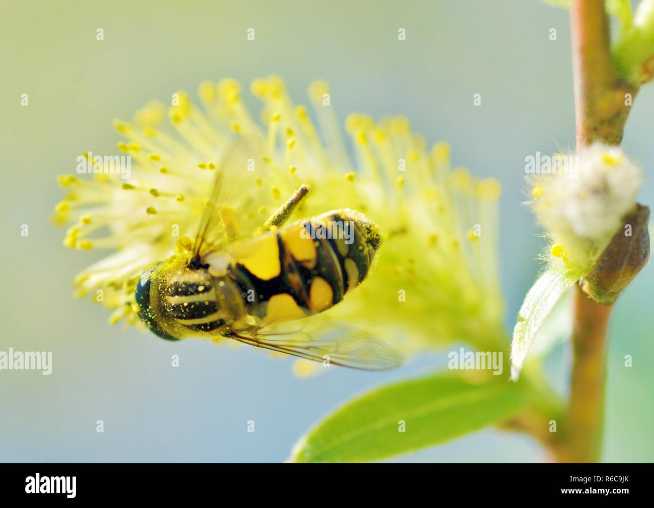 German wasp collects pollen from plants.With warming the life of