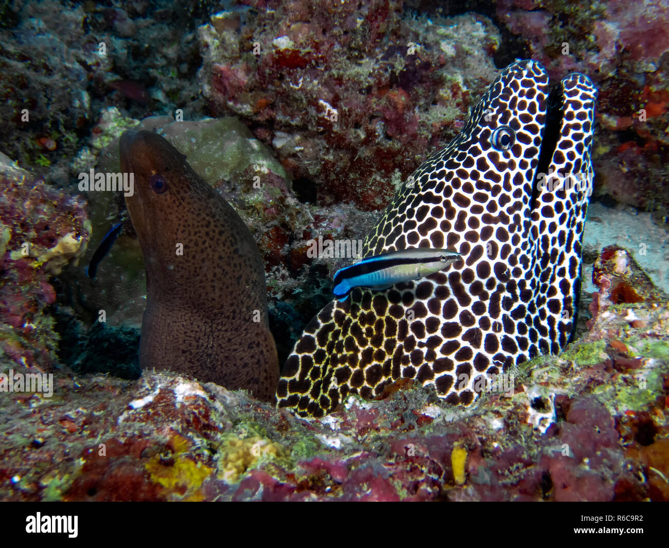 A Honeycomb Moray (Gymnothorax favagineus) being attended to by a Bluestreak Cleaner Wrasse (Labroides dimidiatus) in the Indian Ocean Stock Photo