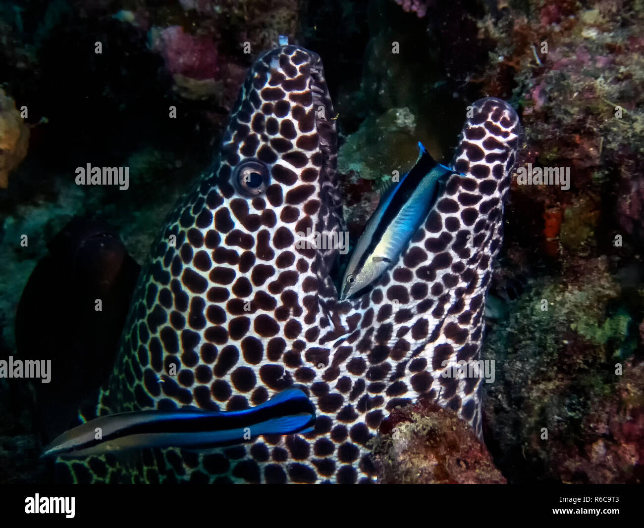 A Honeycomb Moray (Gymnothorax favagineus) being attended to by a Bluestreak Cleaner Wrasse (Labroides dimidiatus) in the Indian Ocean Stock Photo