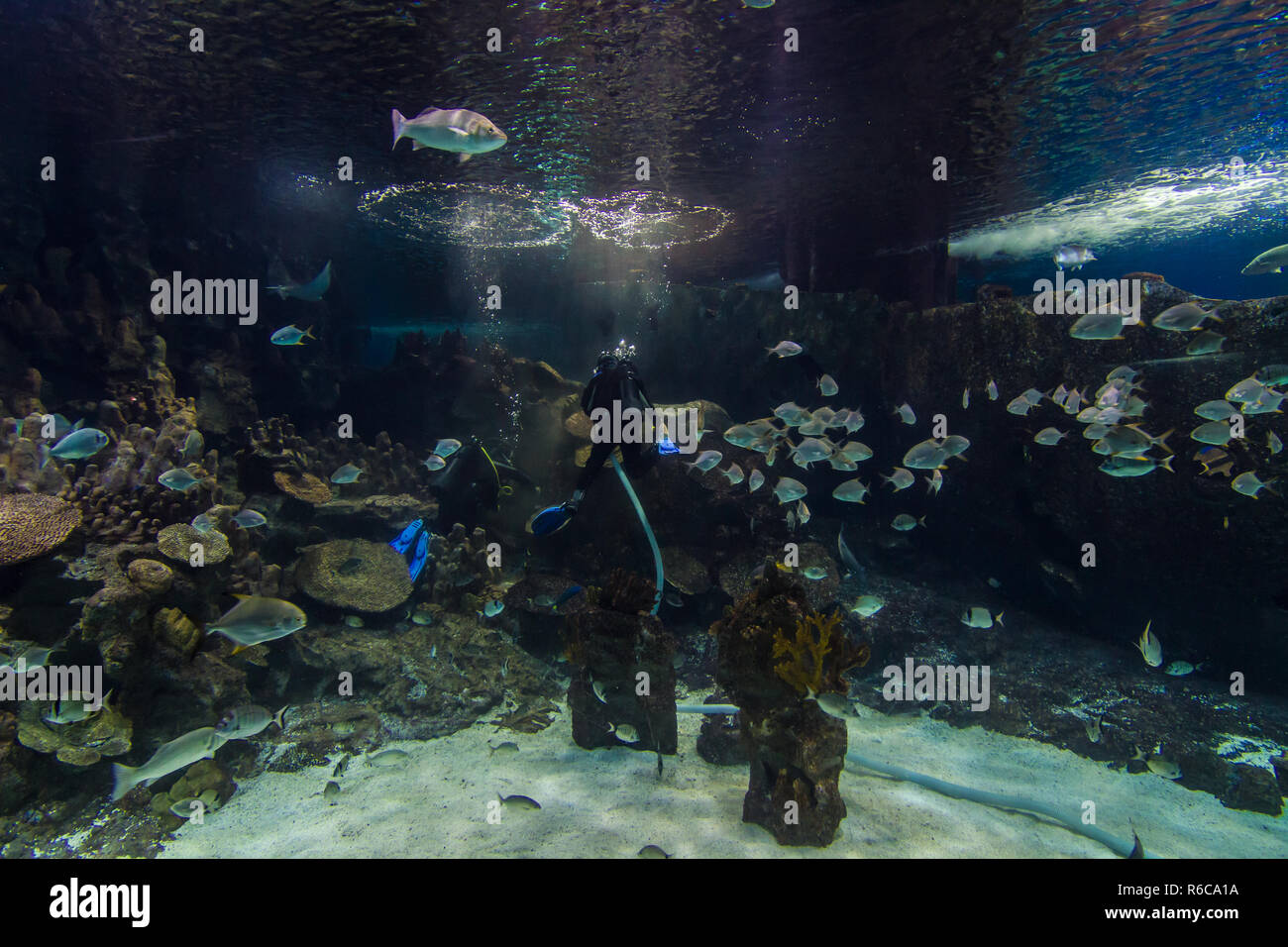 Exotic fishes and sharks in aquarium in istanbul - Turkuazoo Stock Photo