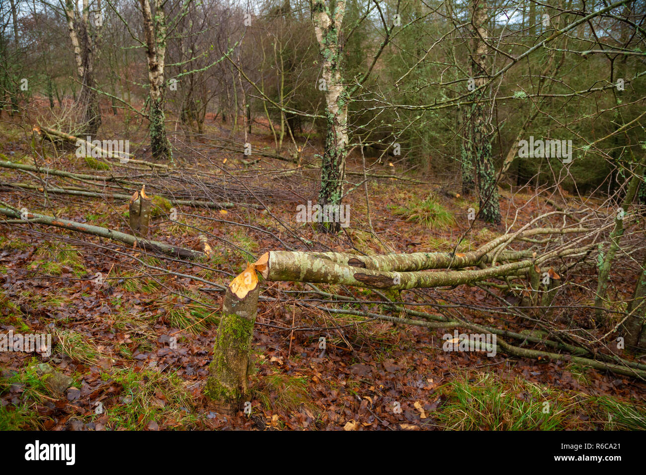 Trees felled by UK Beavers, Beaver activity in Perth Scotland Stock Photo
