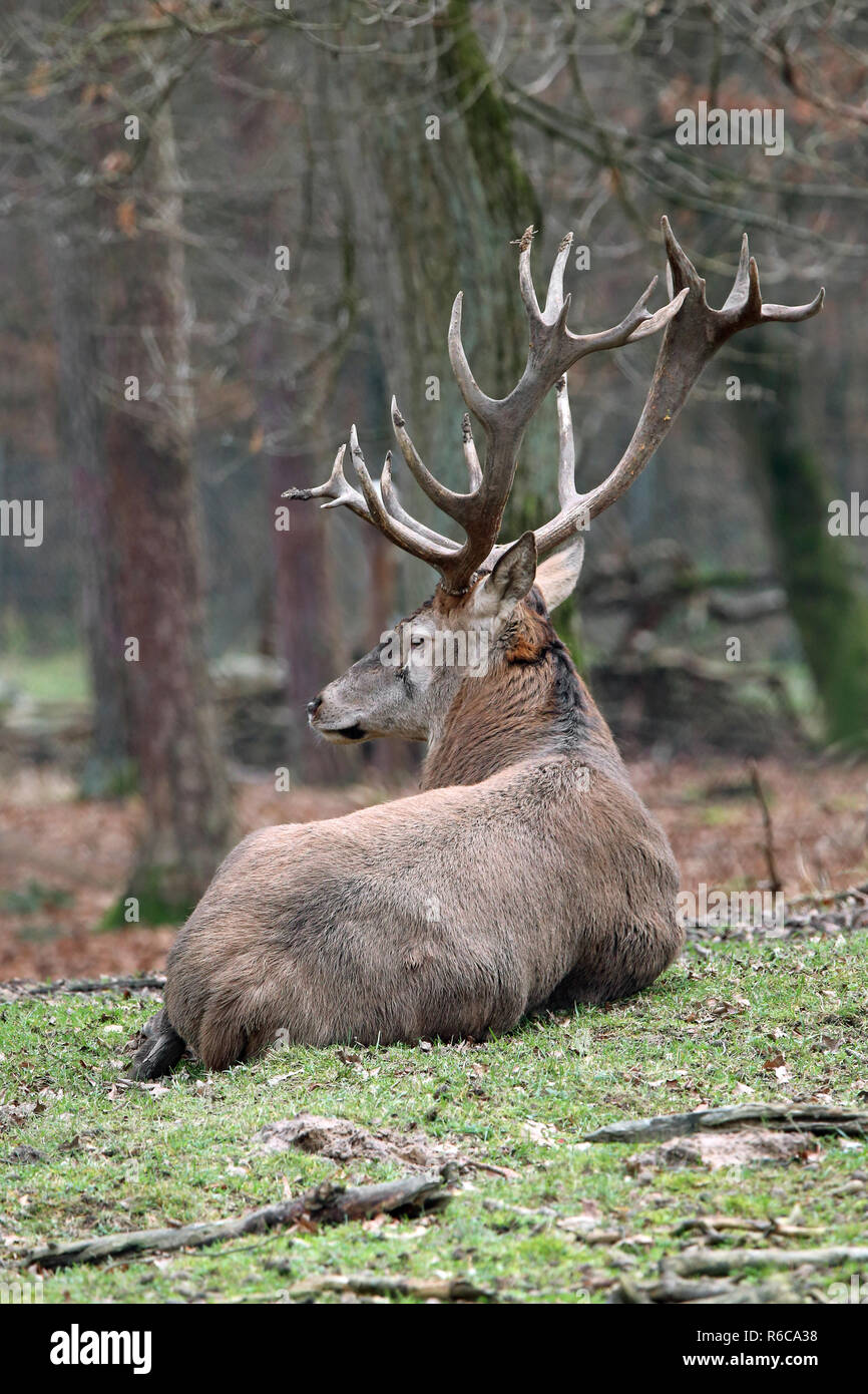 resting red deer cervus elaphus Stock Photo