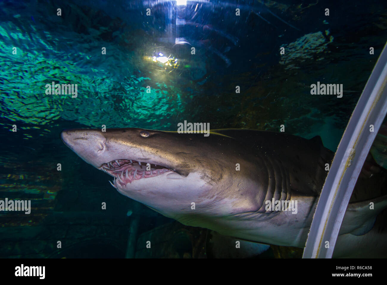 Exotic fishes and sharks in aquarium in istanbul - Turkuazoo Stock Photo