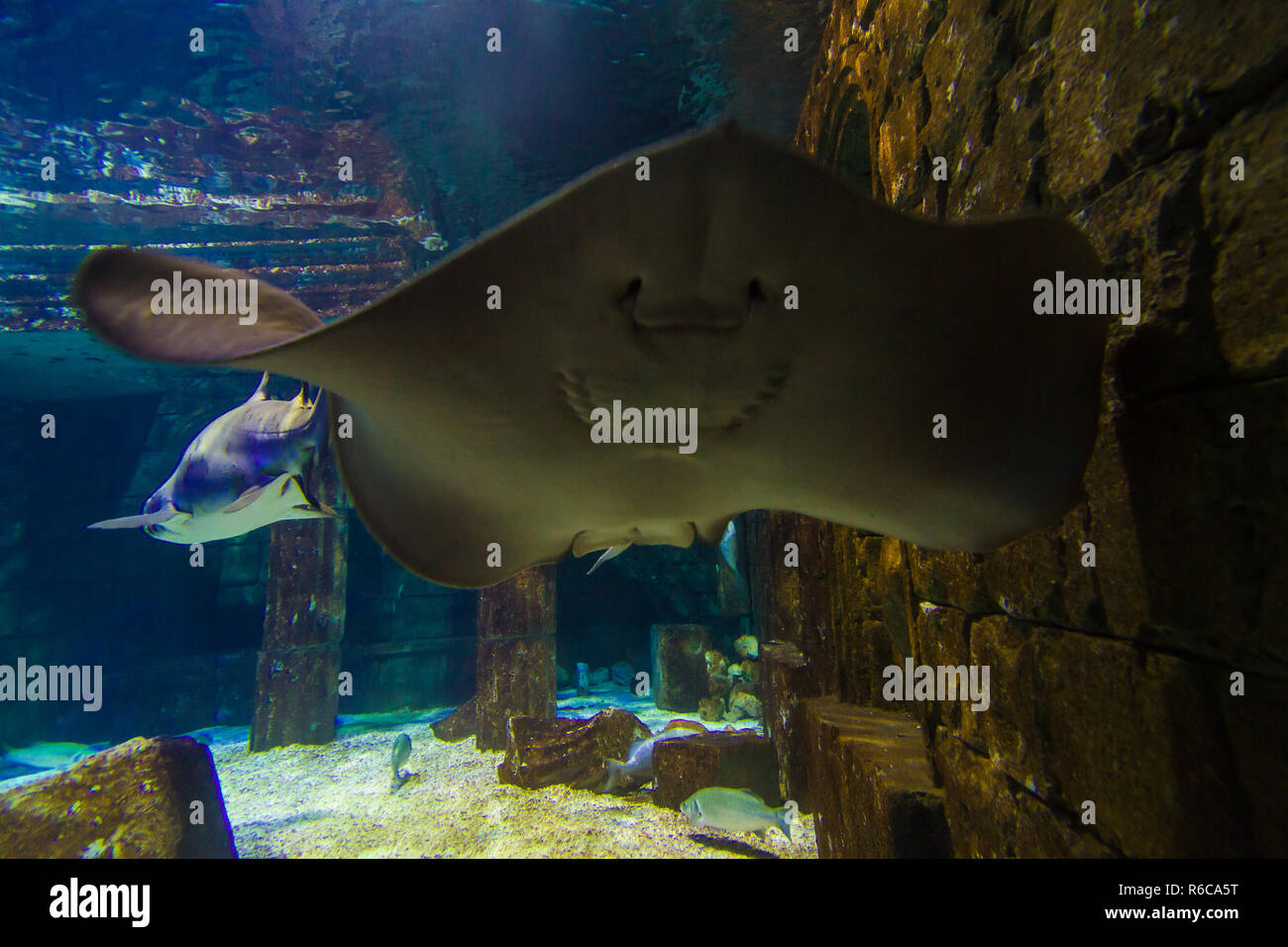 Exotic fishes and sharks in aquarium in istanbul - Turkuazoo Stock Photo