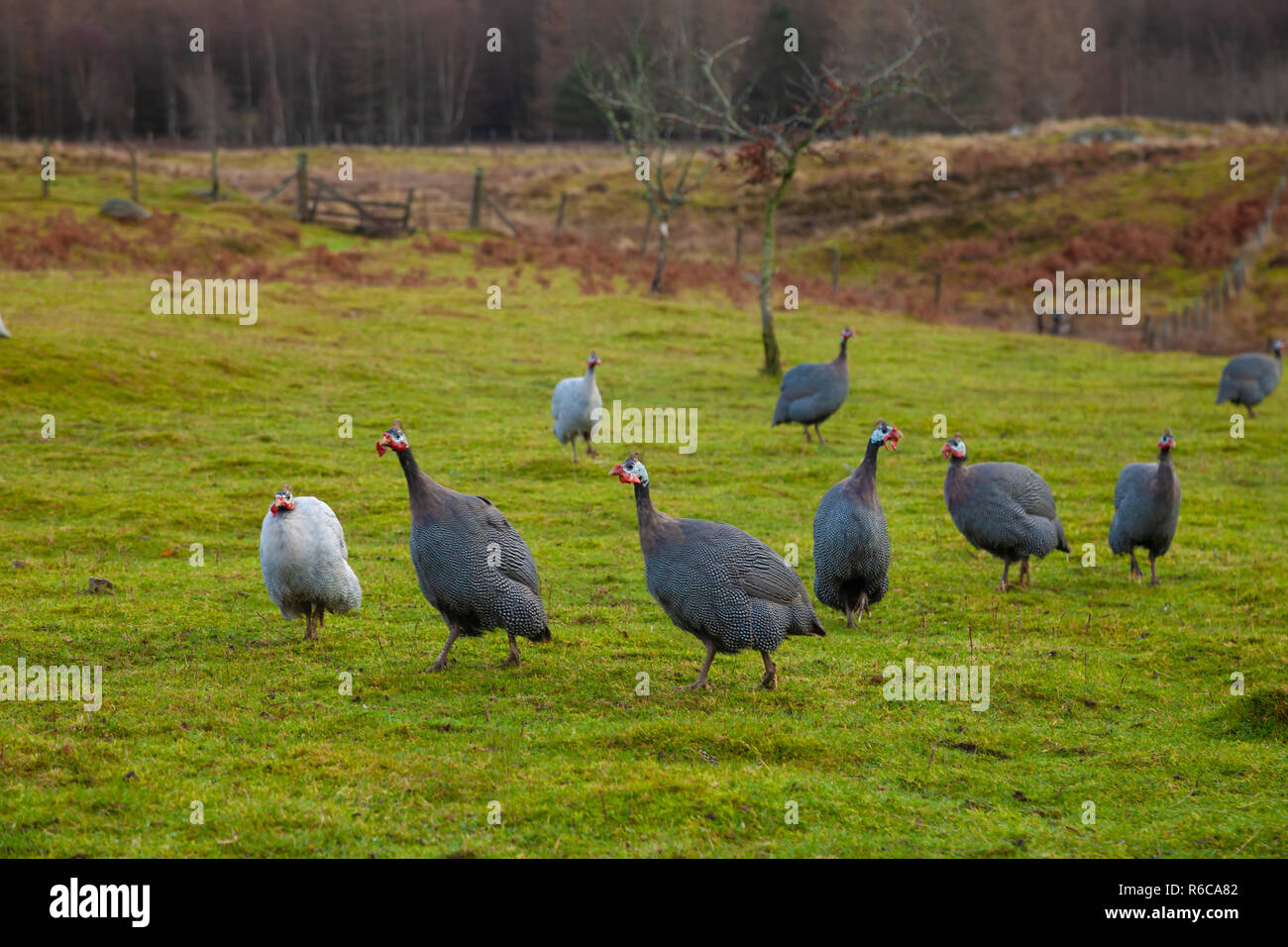 A group of Guinea Fowl in a field near Dunkeld Scotland. Stock Photo