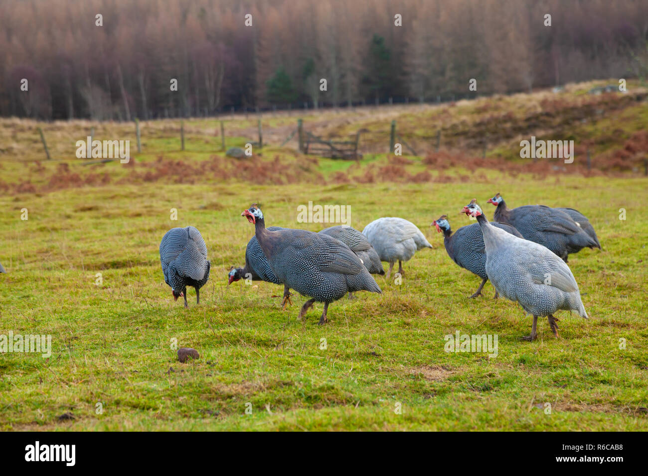 A group of Guinea Fowl in a field near Dunkeld Scotland. Stock Photo