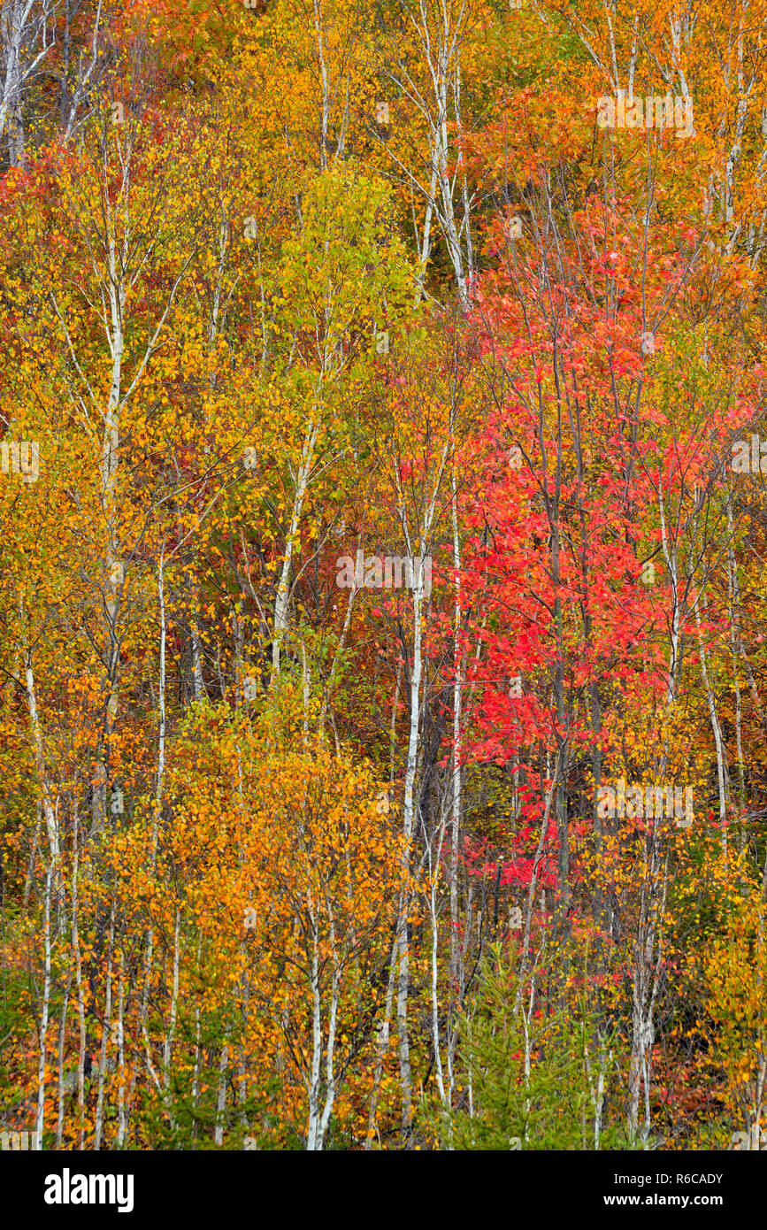 Hardwood trees hires stock photography and images Alamy