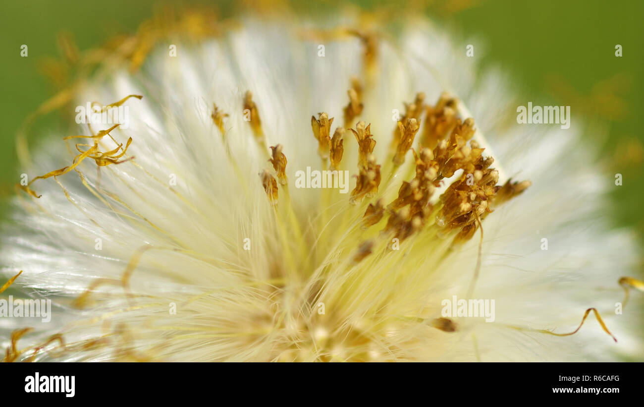 faded dandelions in late spring.They turn into white, round flowers. Stock Photo