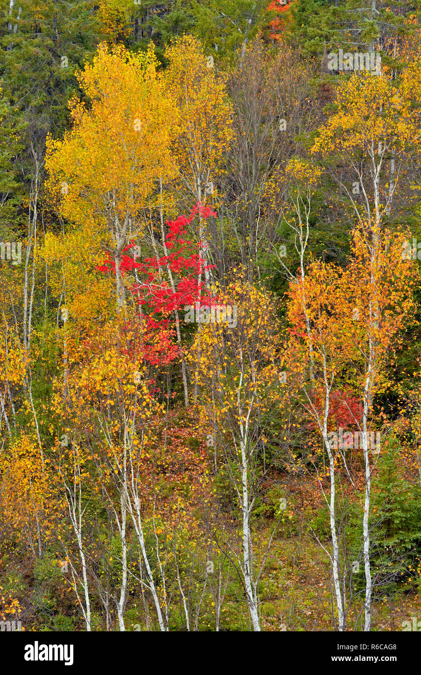 Hardwood trees hires stock photography and images Alamy