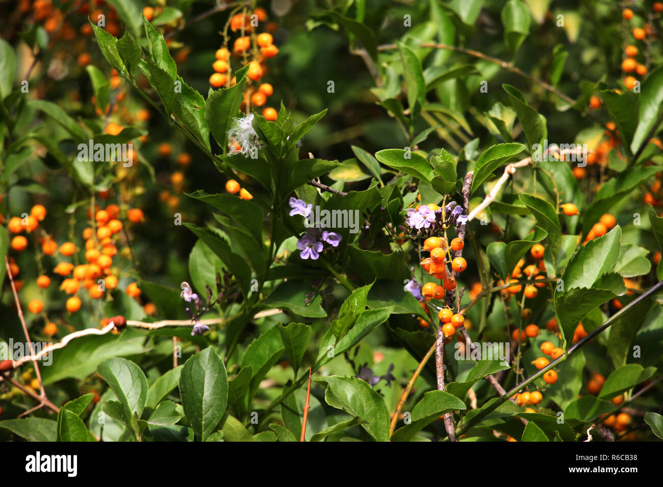 skyberry,durante,pigeonberry (duranta erecta,duranta repens,duranta plumieri) Stock Photo