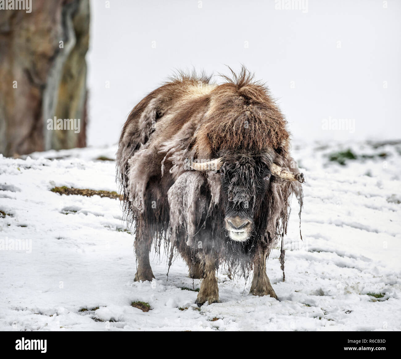 Muskox shedding its winter coat, Manitoba, Canada. Stock Photo