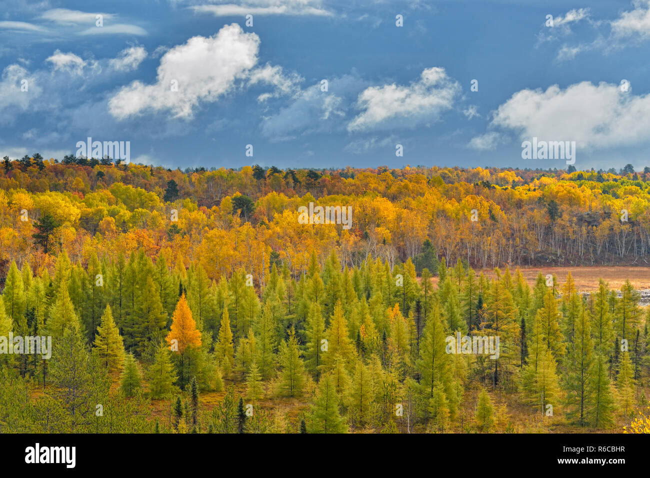 Autumn forest of larch, aspen and birch from a high viewpoint, Greater Sudbury, Ontario, Canada Stock Photo