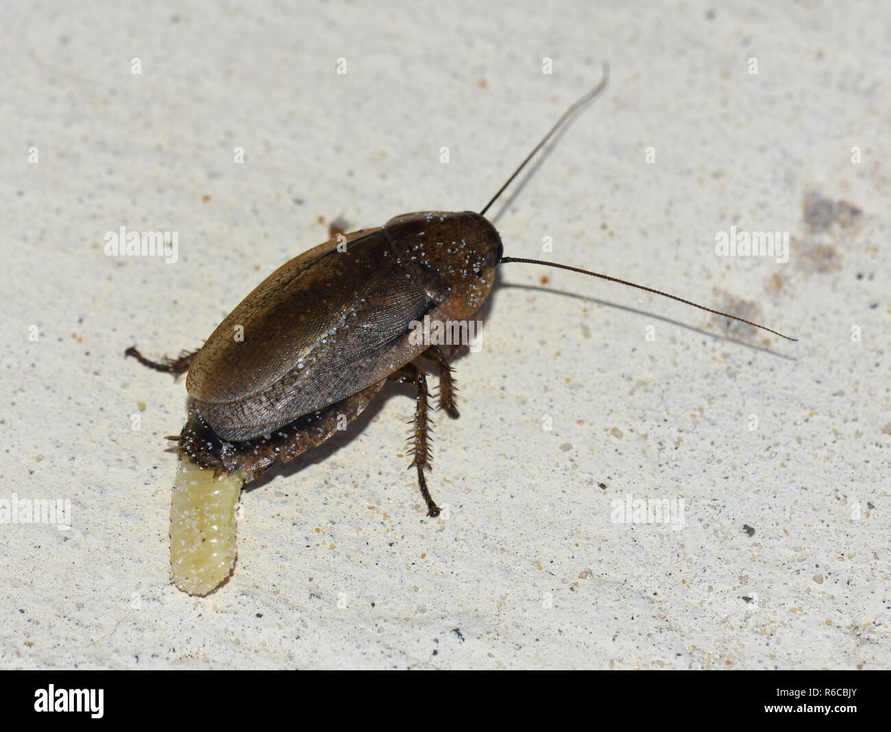 Female cockroach laying an ootheca egg case Stock Photo