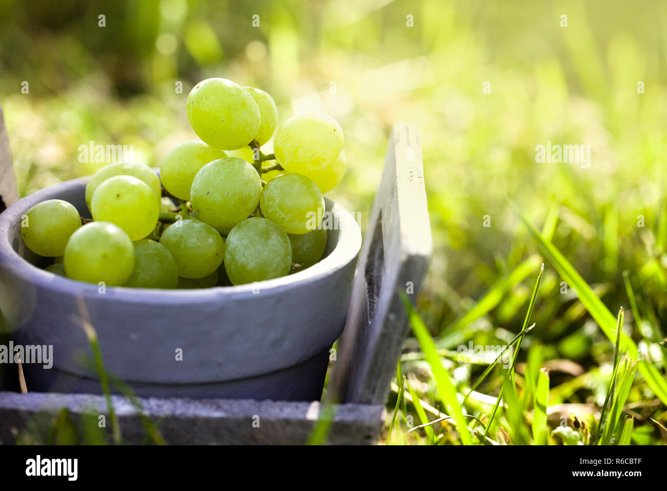 Fresh grapes in basket. Stock Photo