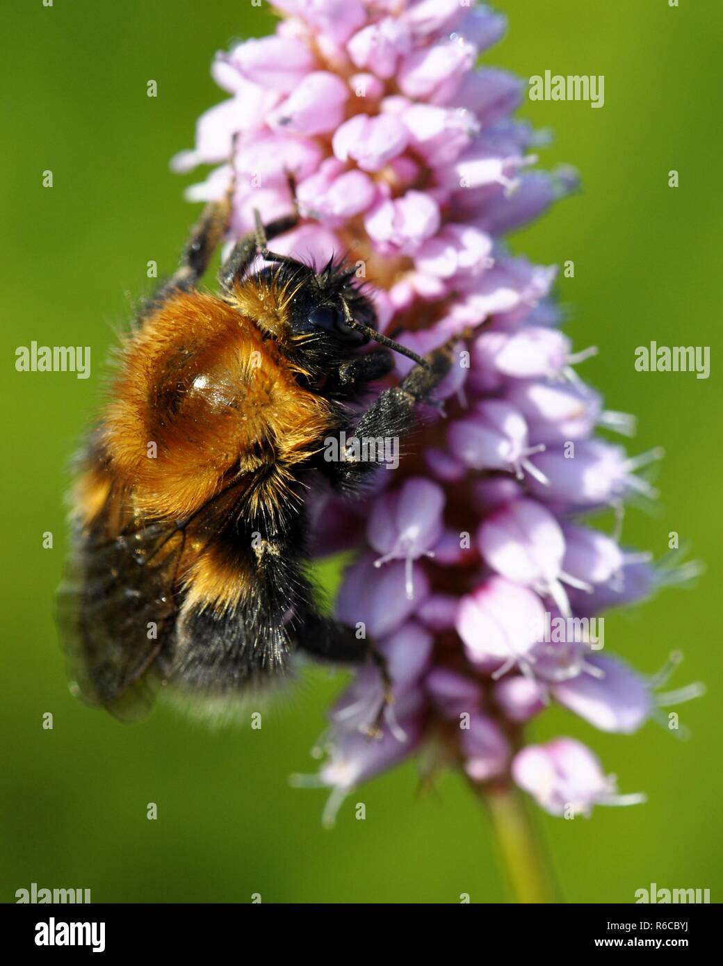 Wet bumblebee on purple flower Stock Photo