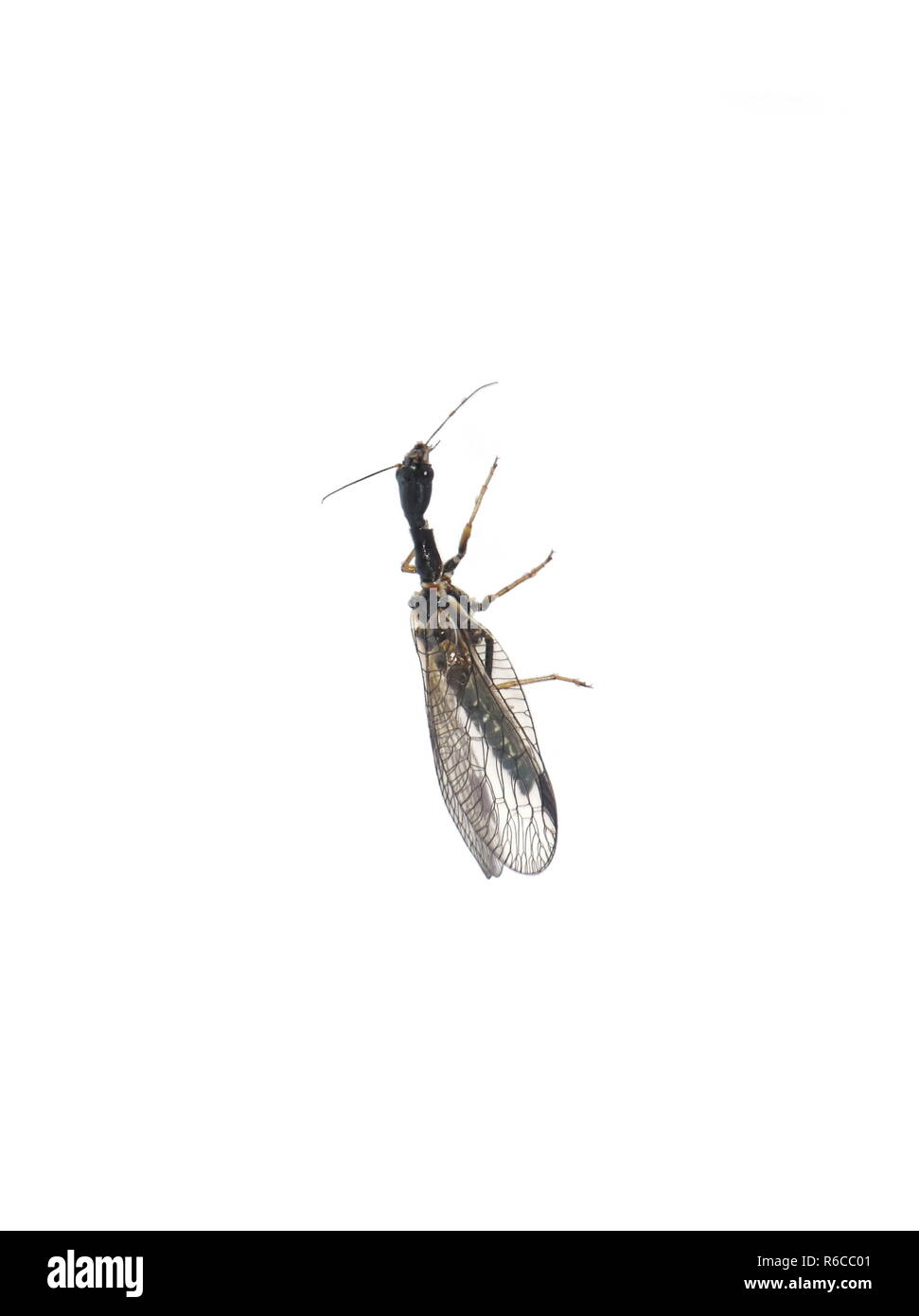 The snakefly Phaeostigma notata isolated on white background Stock Photo