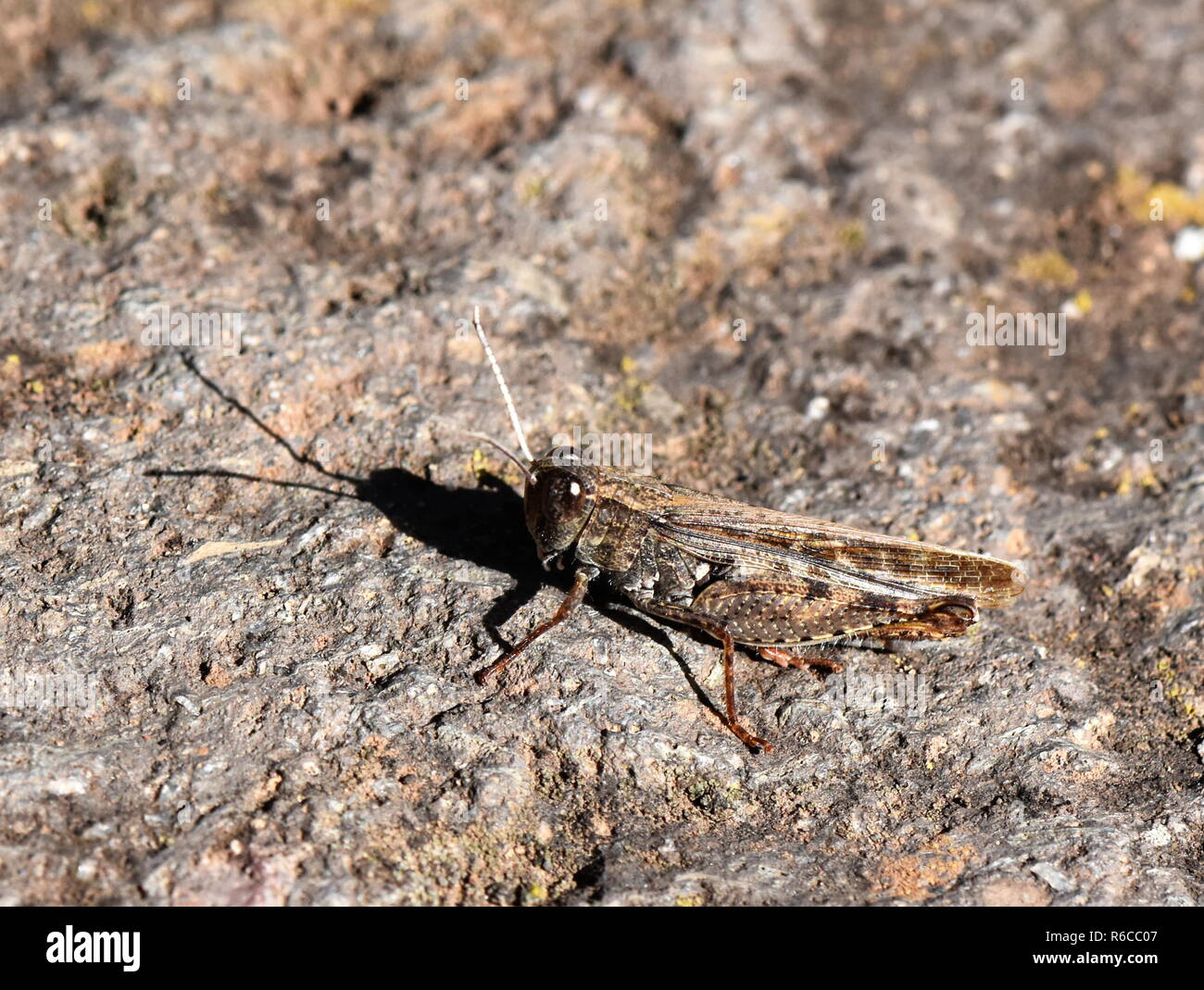 Brown grasshopper sitting on a brown stone Stock Photo