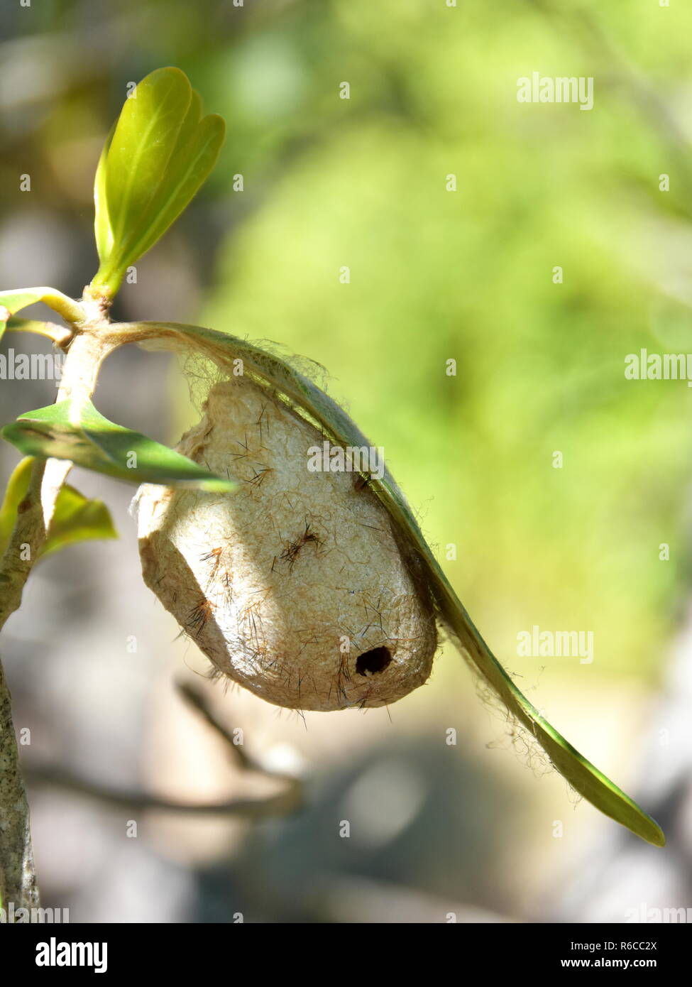 Wild silk cocoon hanging on a leaf on Madagascar Stock Photo