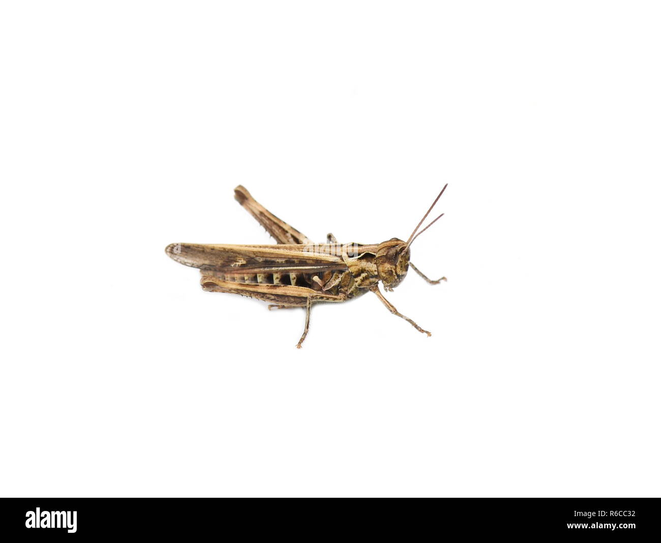 The common field grasshopper Chorthippus brunneus isolated on white background Stock Photo